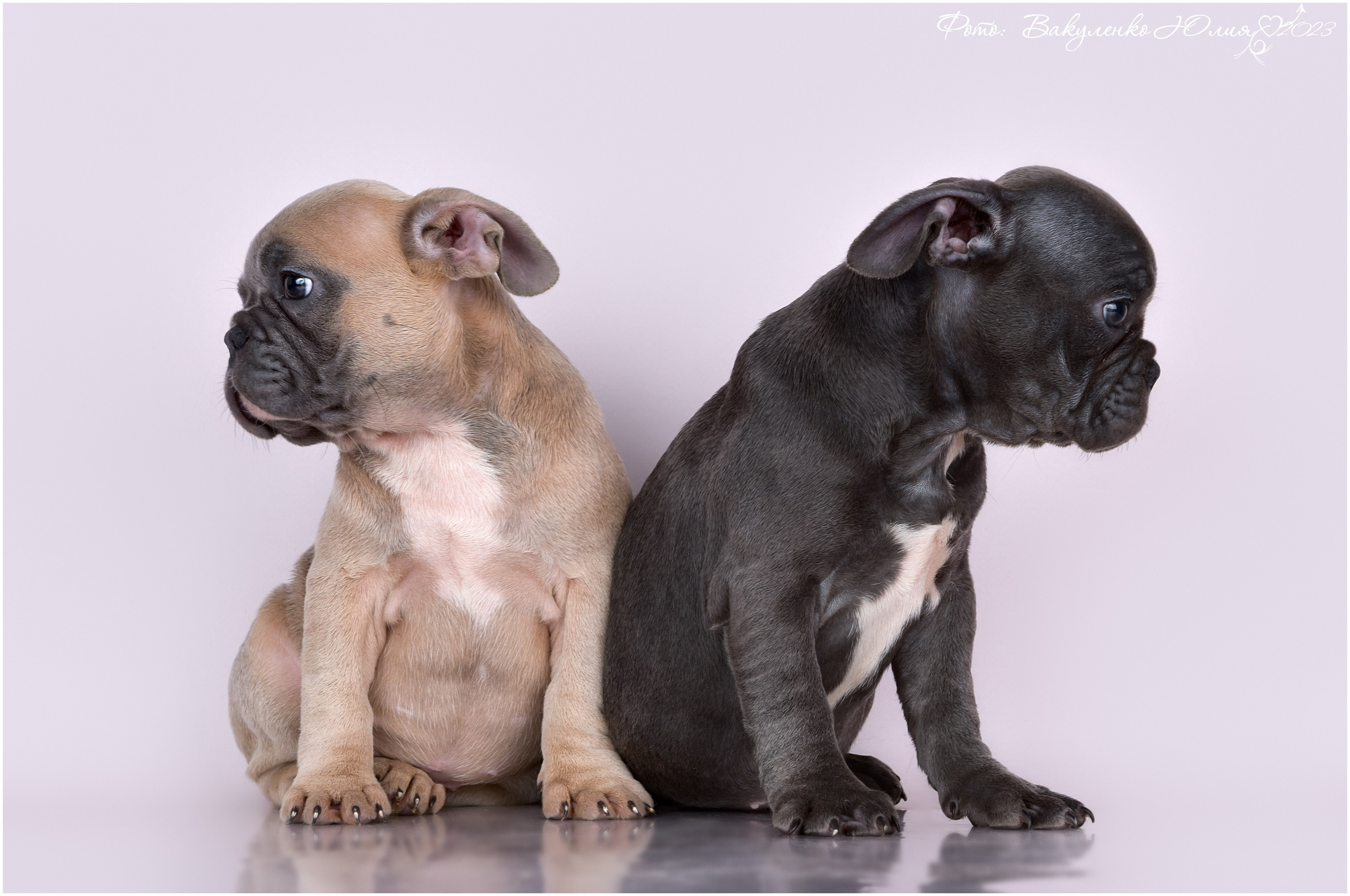 Студийная съемка. Фотограф анималист | семейный Юлия Вакуленко, г. Краснодар