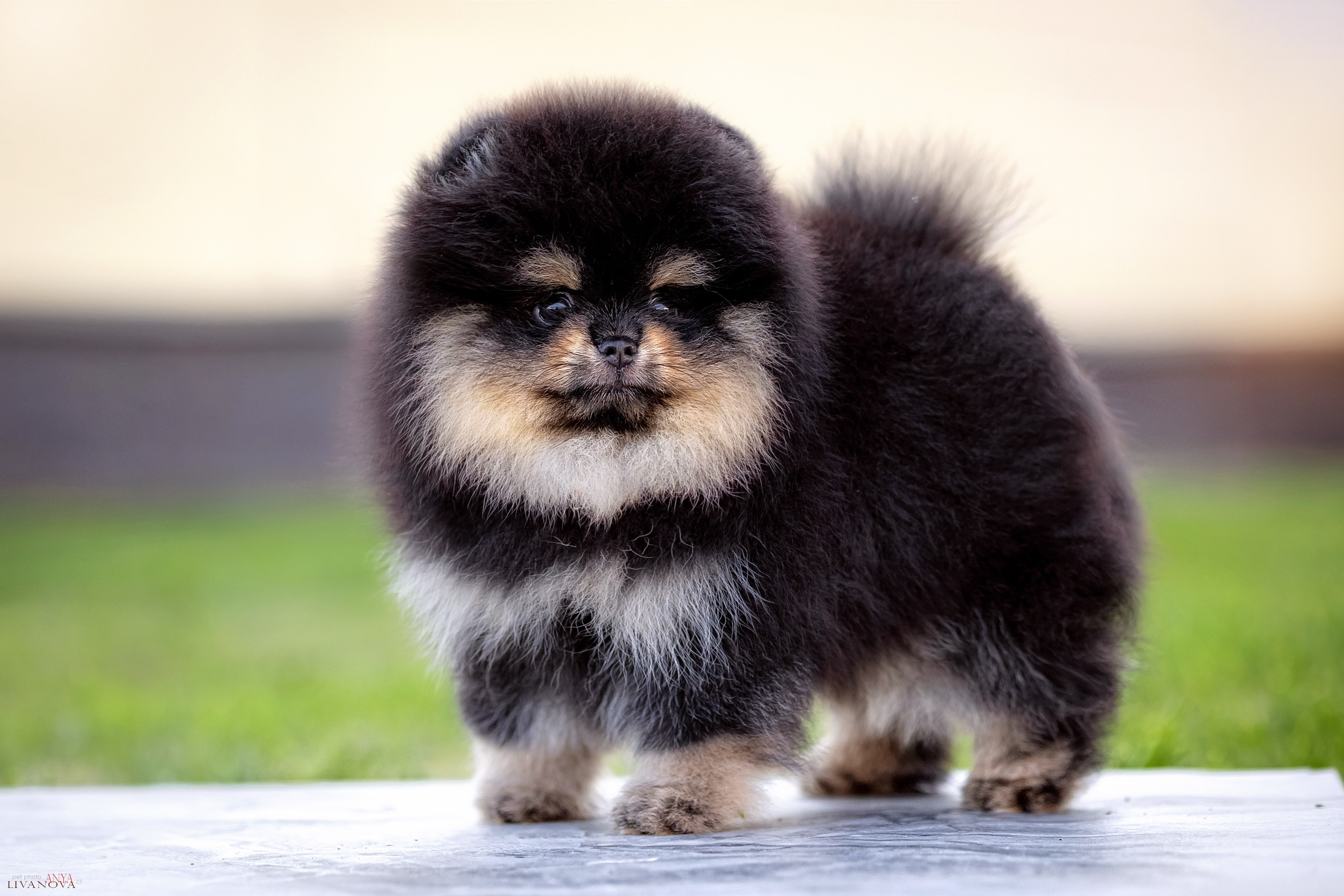 Шпцулики. Фотограф анималист Аня Ливанова | Рыбинск