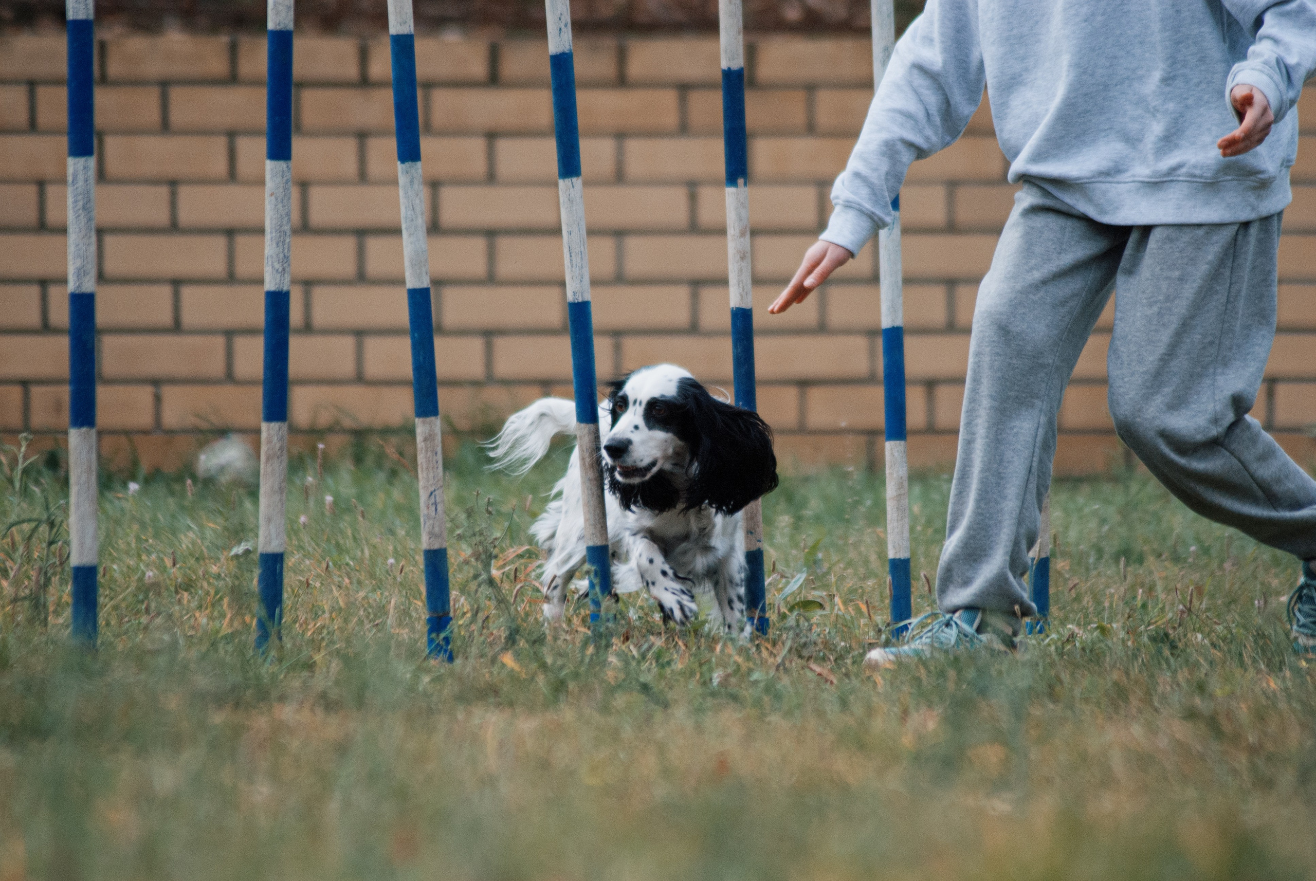 Аджилити. Фотограф в Тюмени Лизавета Сапицкая