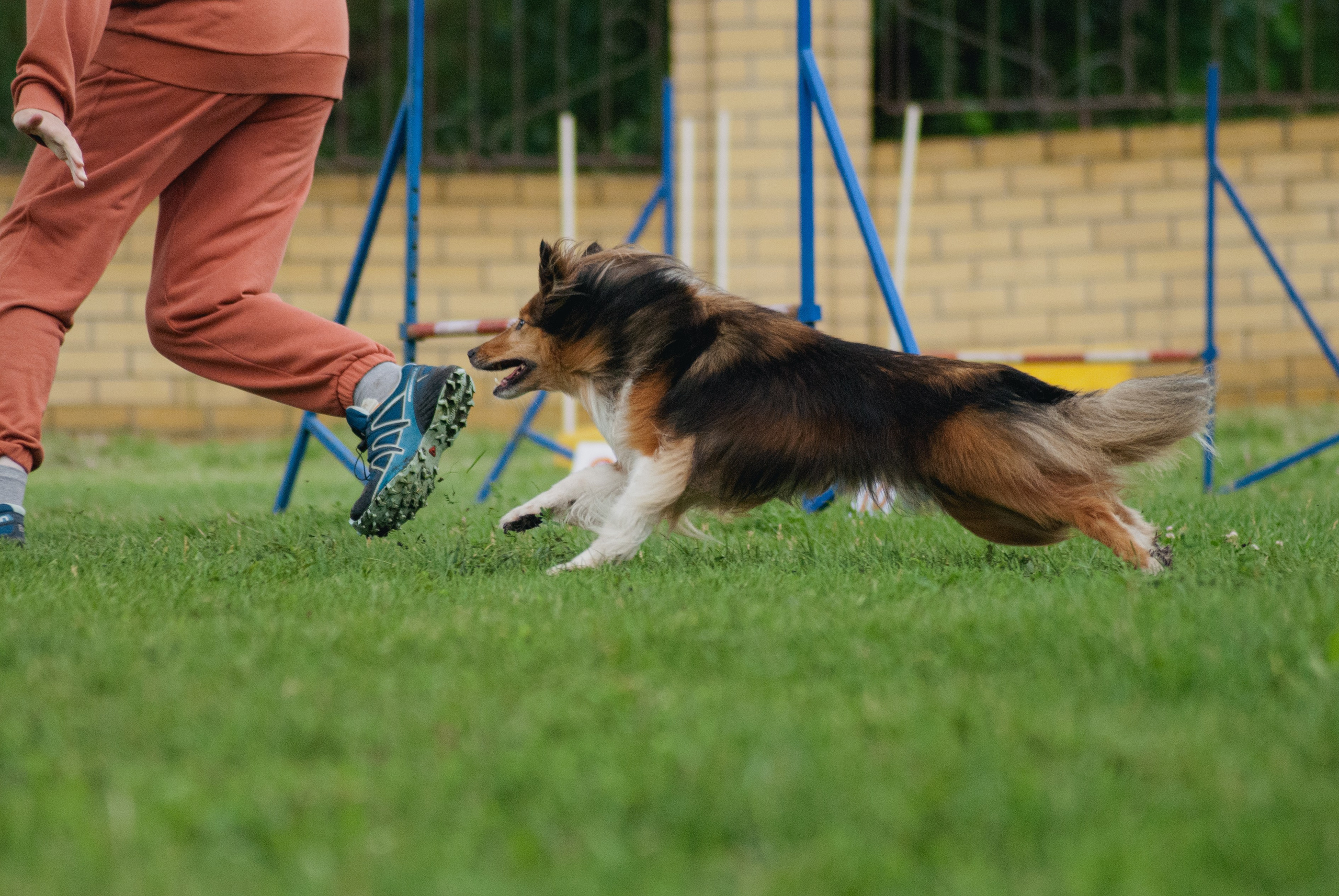 Аджилити. Фотограф в Тюмени Лизавета Сапицкая