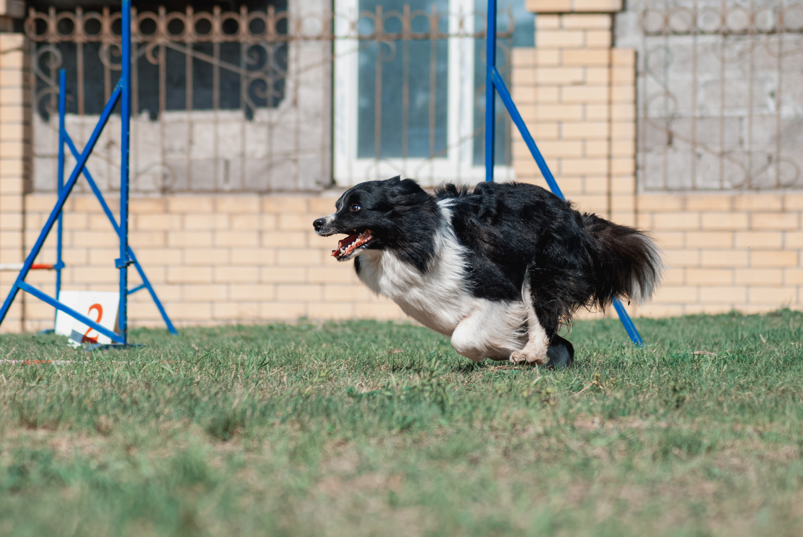 Аджилити. Фотограф в Тюмени Лизавета Сапицкая