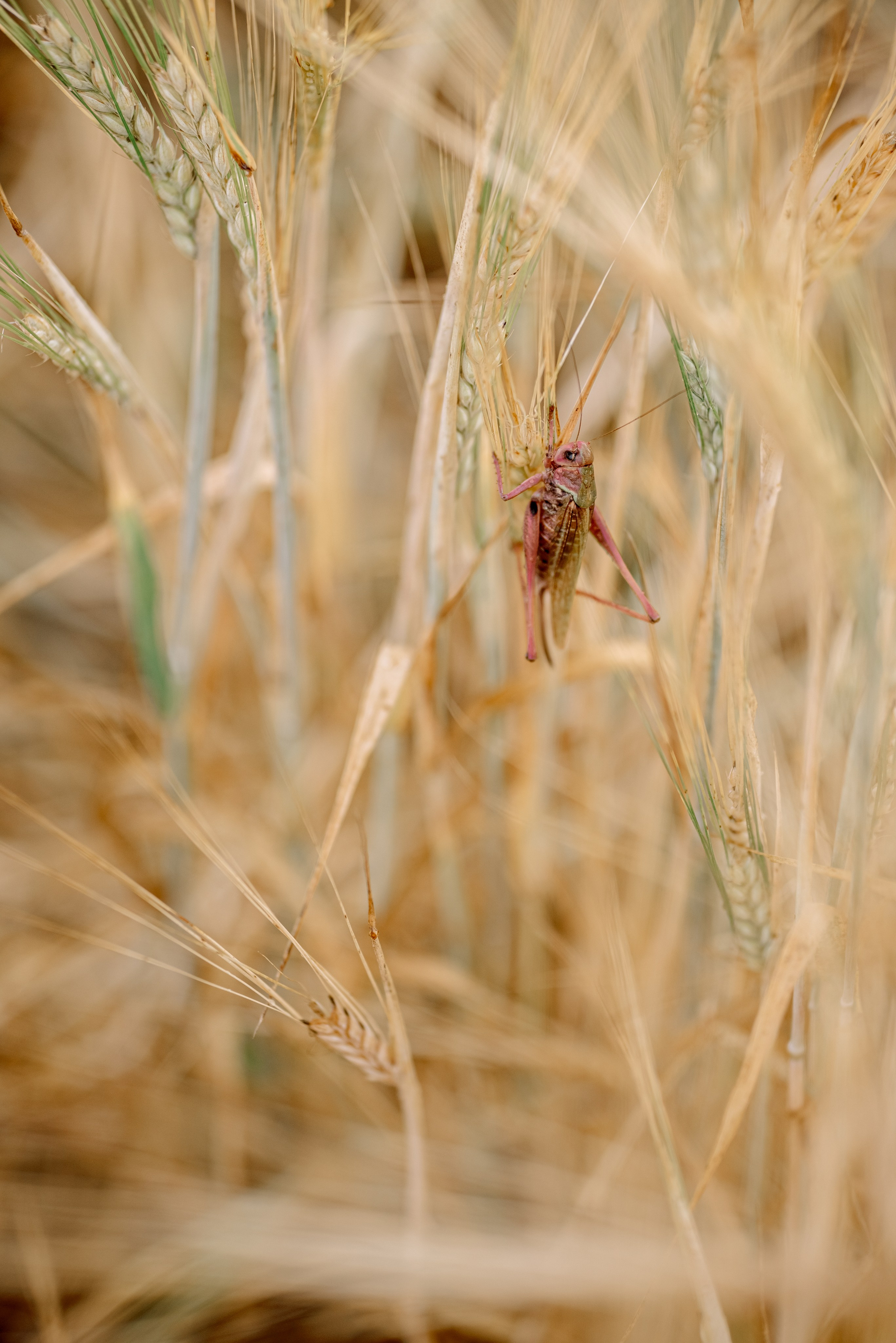 Лена+Дима. Семейный и детский фотограф в Туле