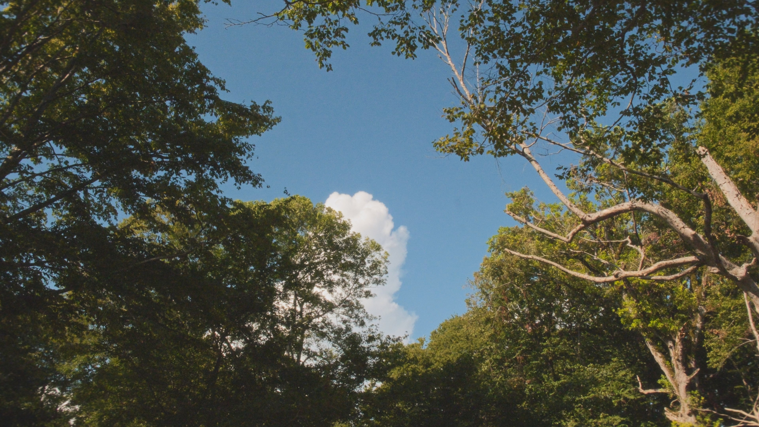 Серая Баба. Абхазия. Главная