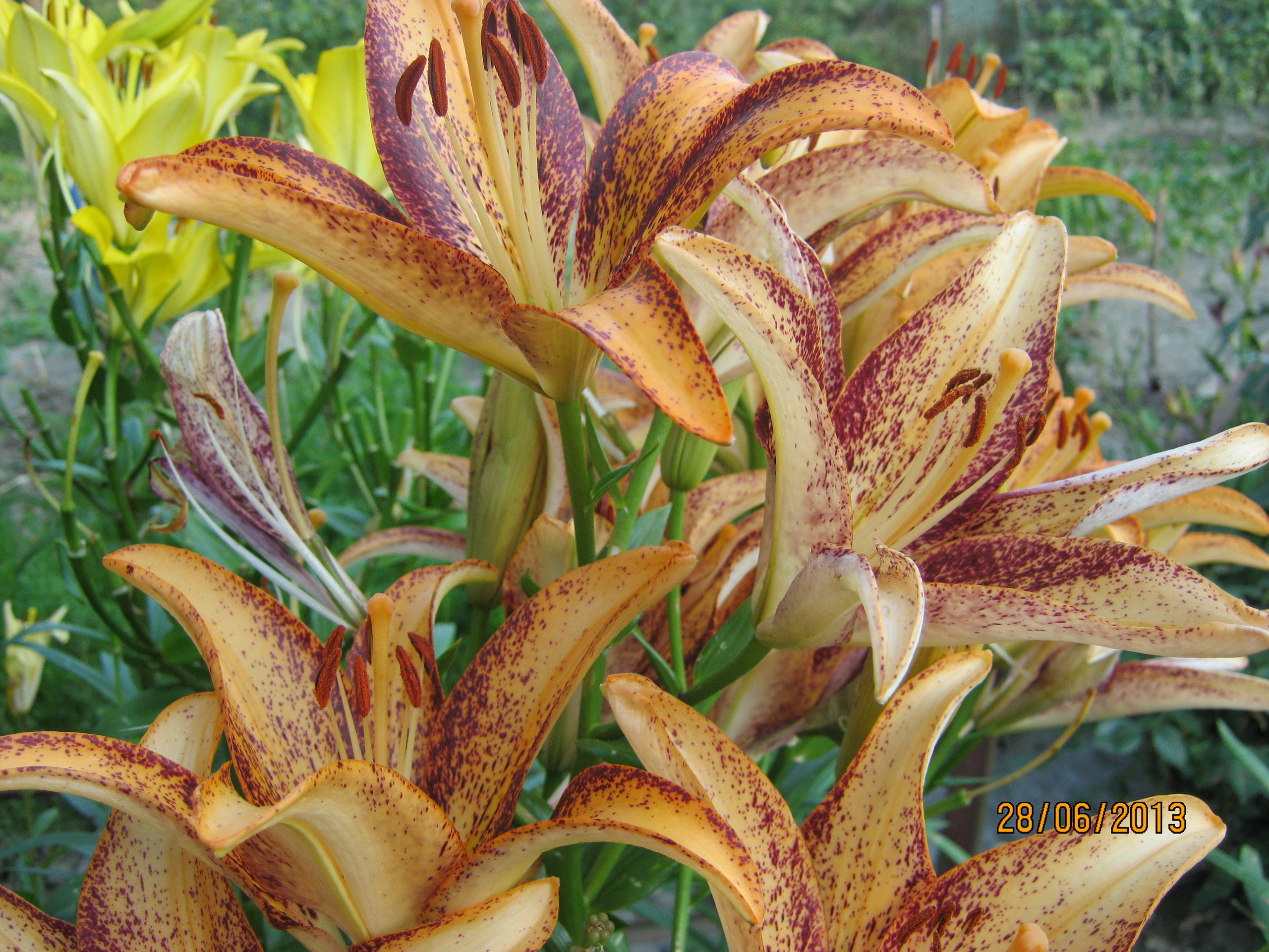 На Больничной 28.06.2013. Семейный, Свадебный фотограф СПБ Питер— Романова Екатерина