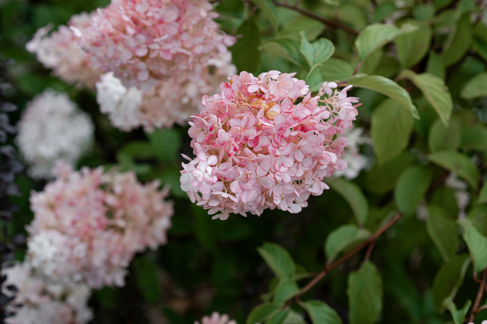 Карина и Никита. Свадебный и семейный фотограф Чебоксары Ольга Ник