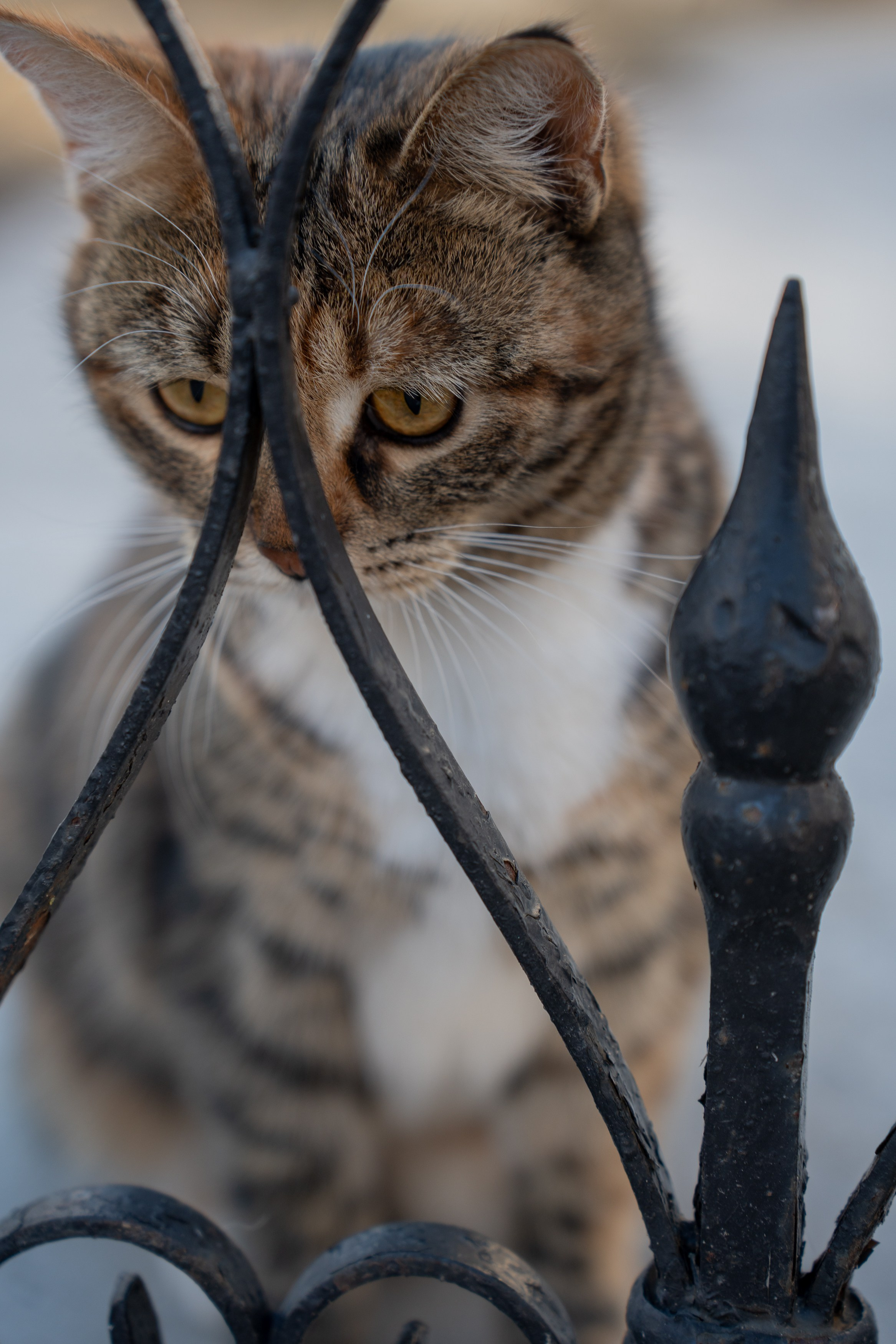 Анимализм. Портретный фотограф Олеся Владимирова в Москве
