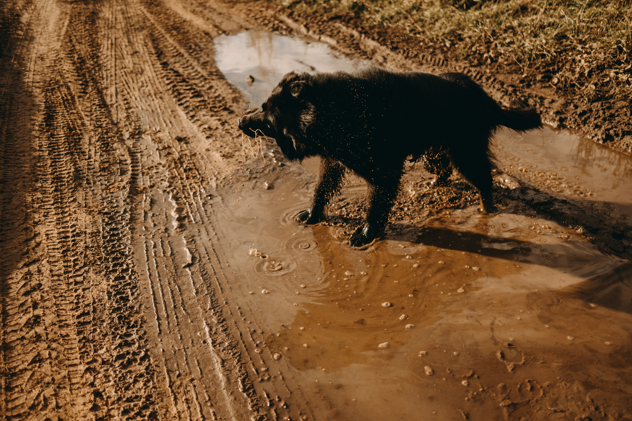 Лора и Джанго. Фотограф — Анималист | Санкт-Петербург