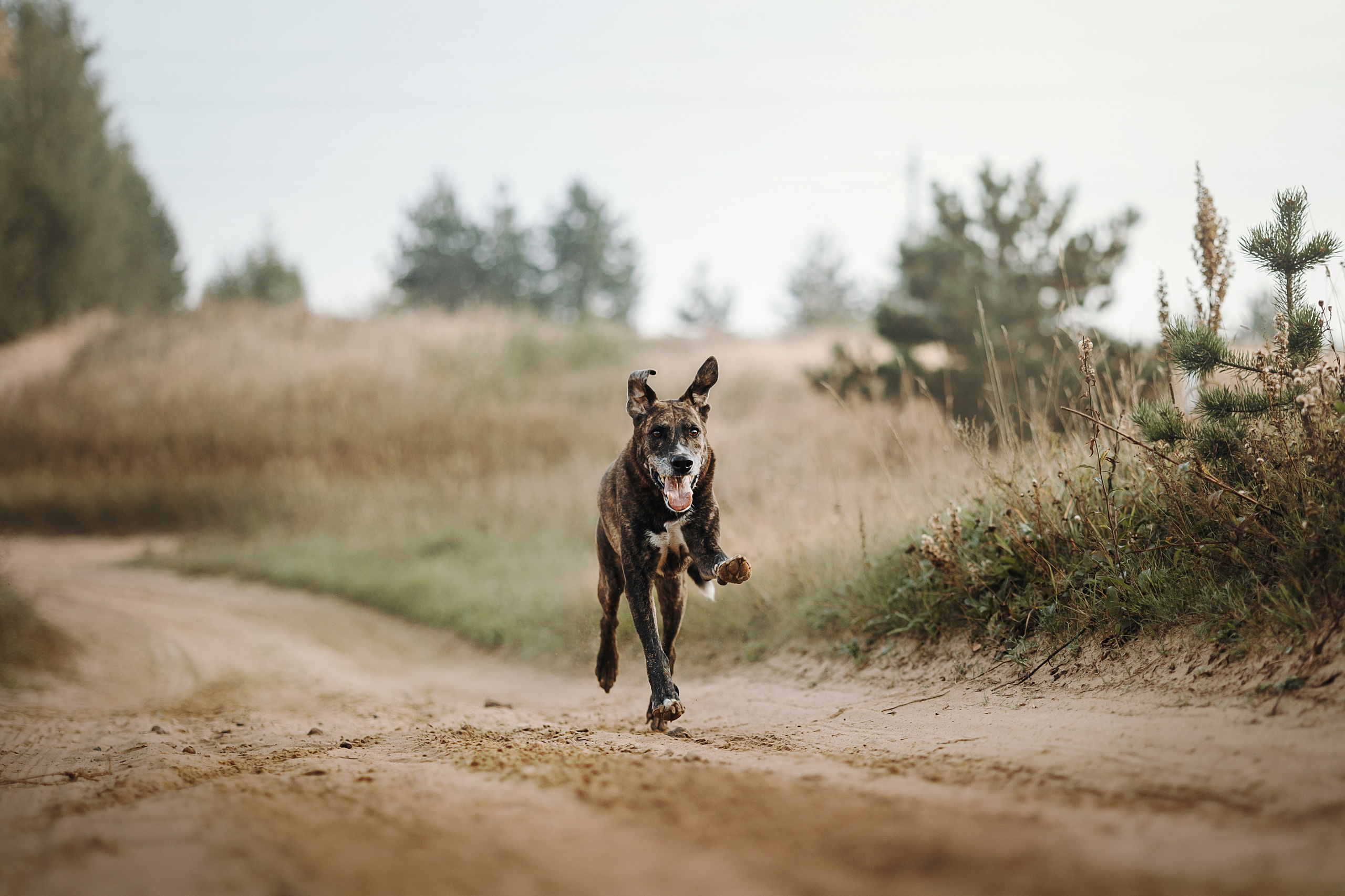 Любовь и ее хвостики. Фотограф — Анималист | Санкт-Петербург