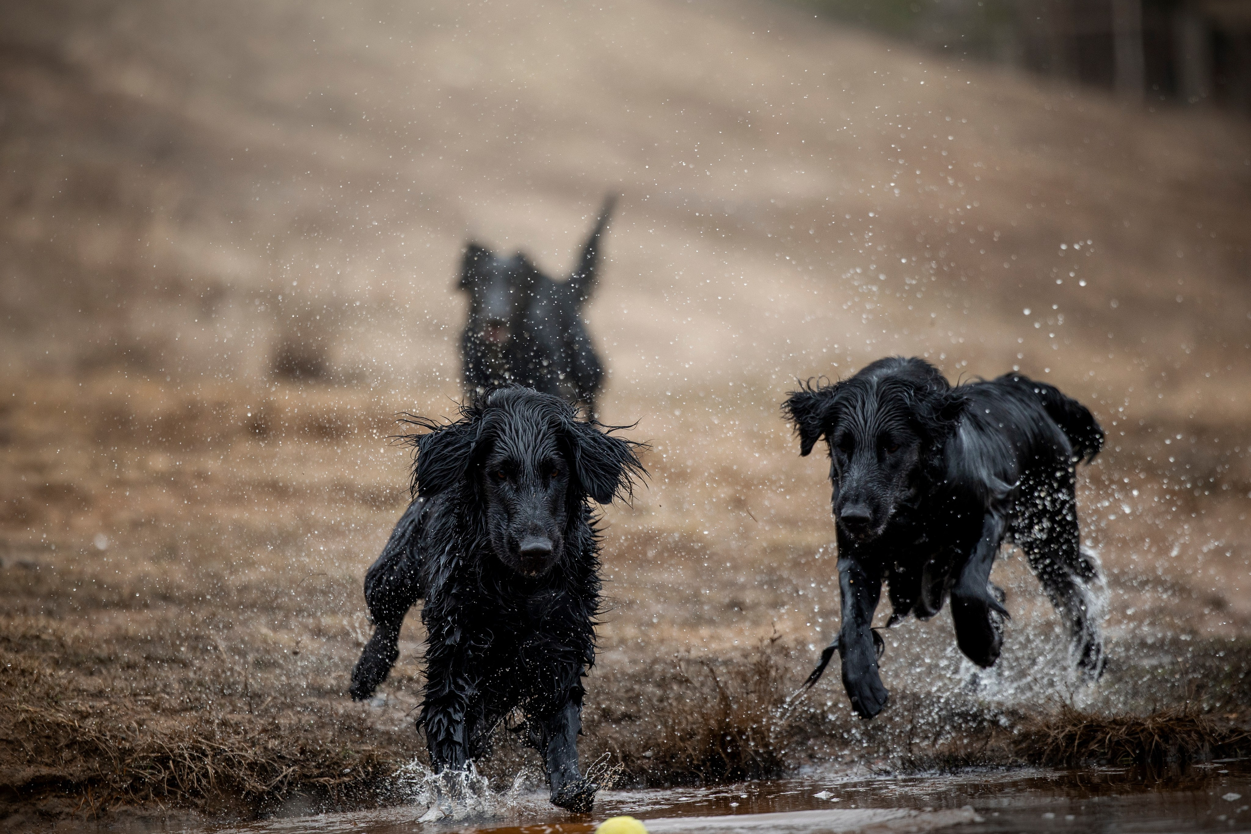 Ора, Ева, Рози и их семья. Фотограф — Анималист | Санкт-Петербург