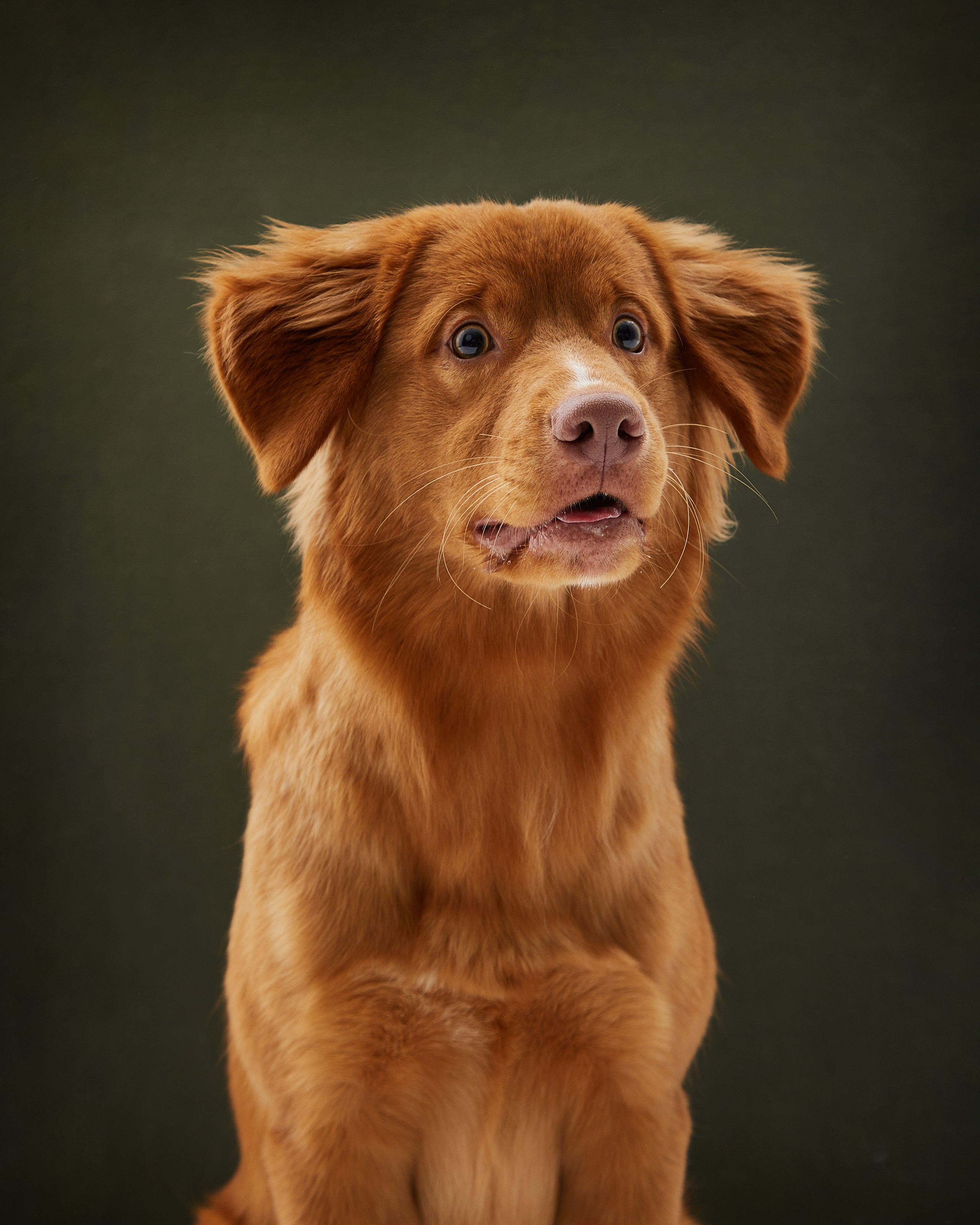 Pets Photography / Фотограф Собак