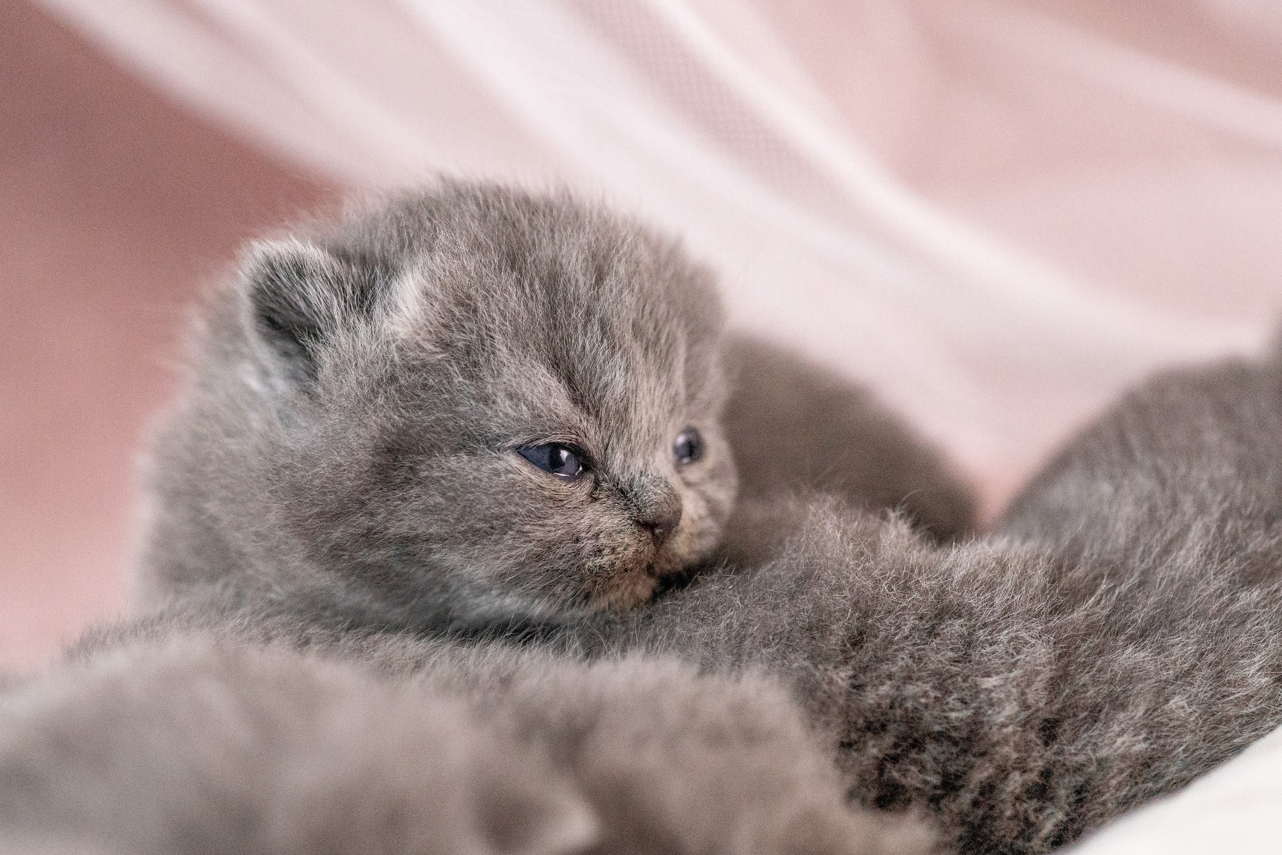 Котята. Фотограф Яна Матвеева в Ижевске