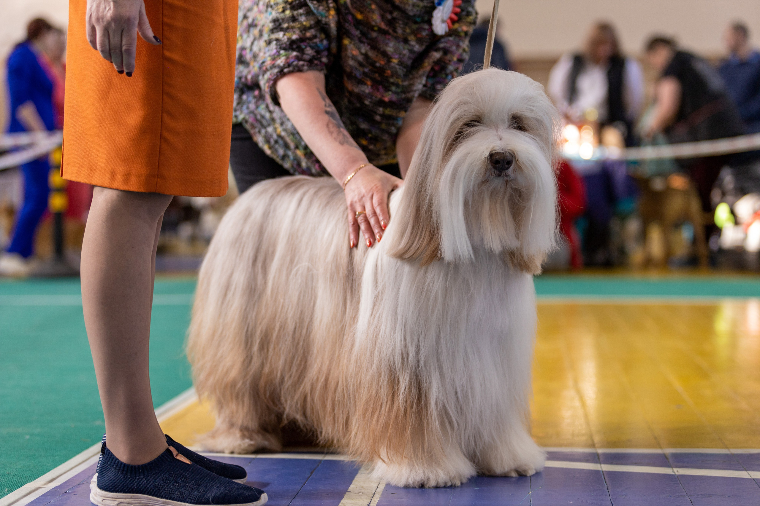 Собаки. Фотограф Яна Матвеева в Ижевске