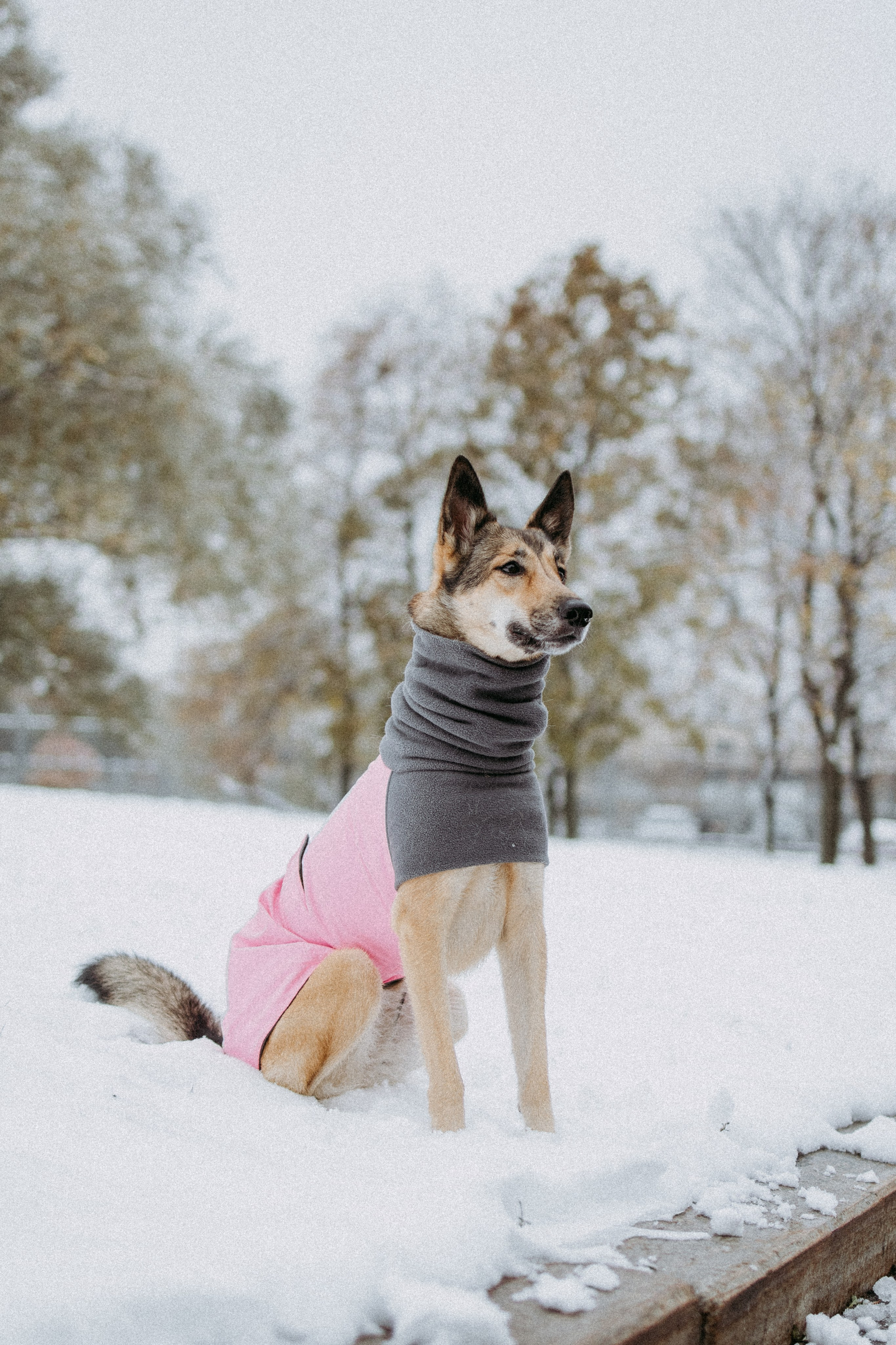 Саша, Ксюша и их банда. Фотораф — анималист Мария Шистка