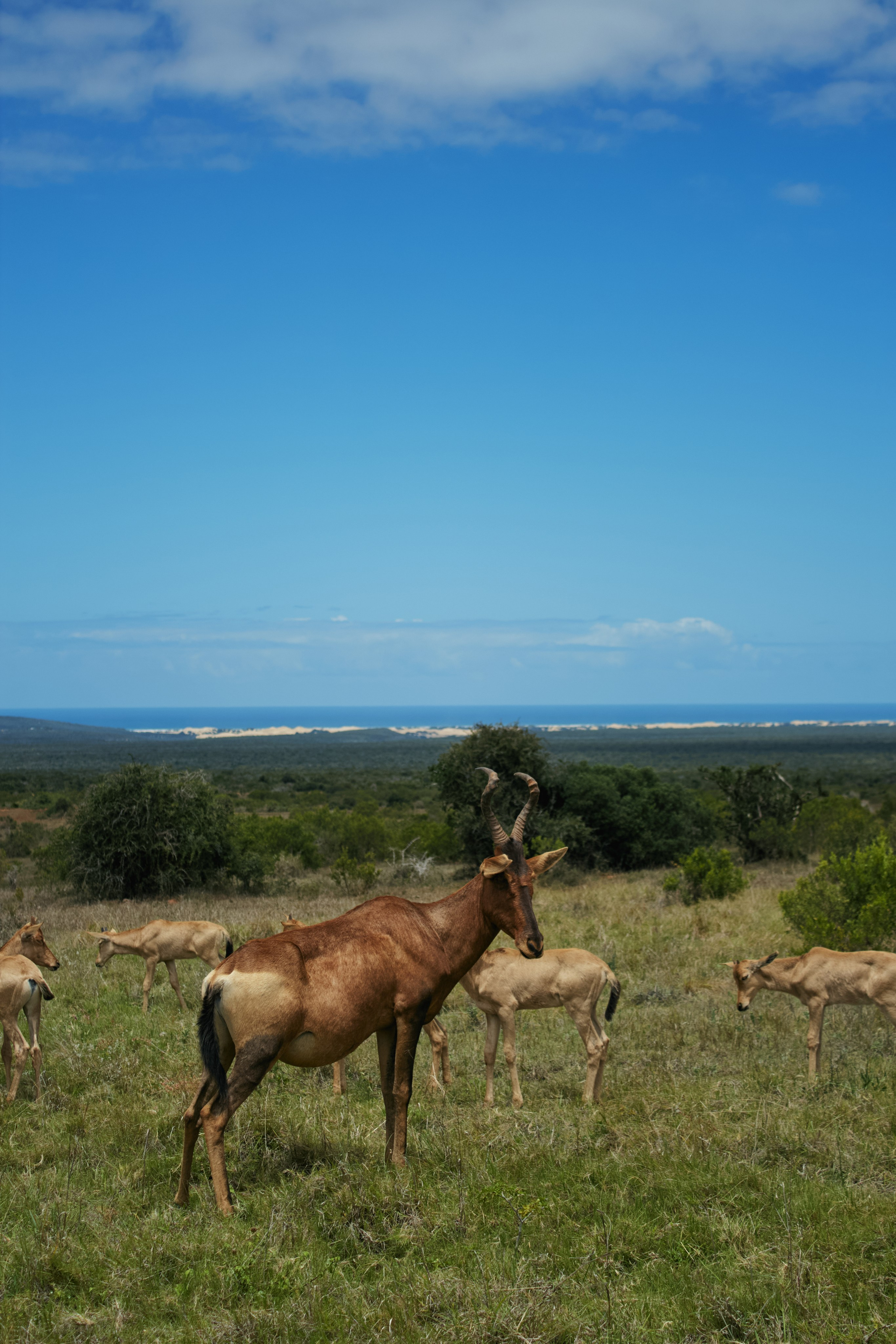 ЮАР. Профессиональный Фотограф во Владимире, в Москве и в Суздале — Полина Романычева