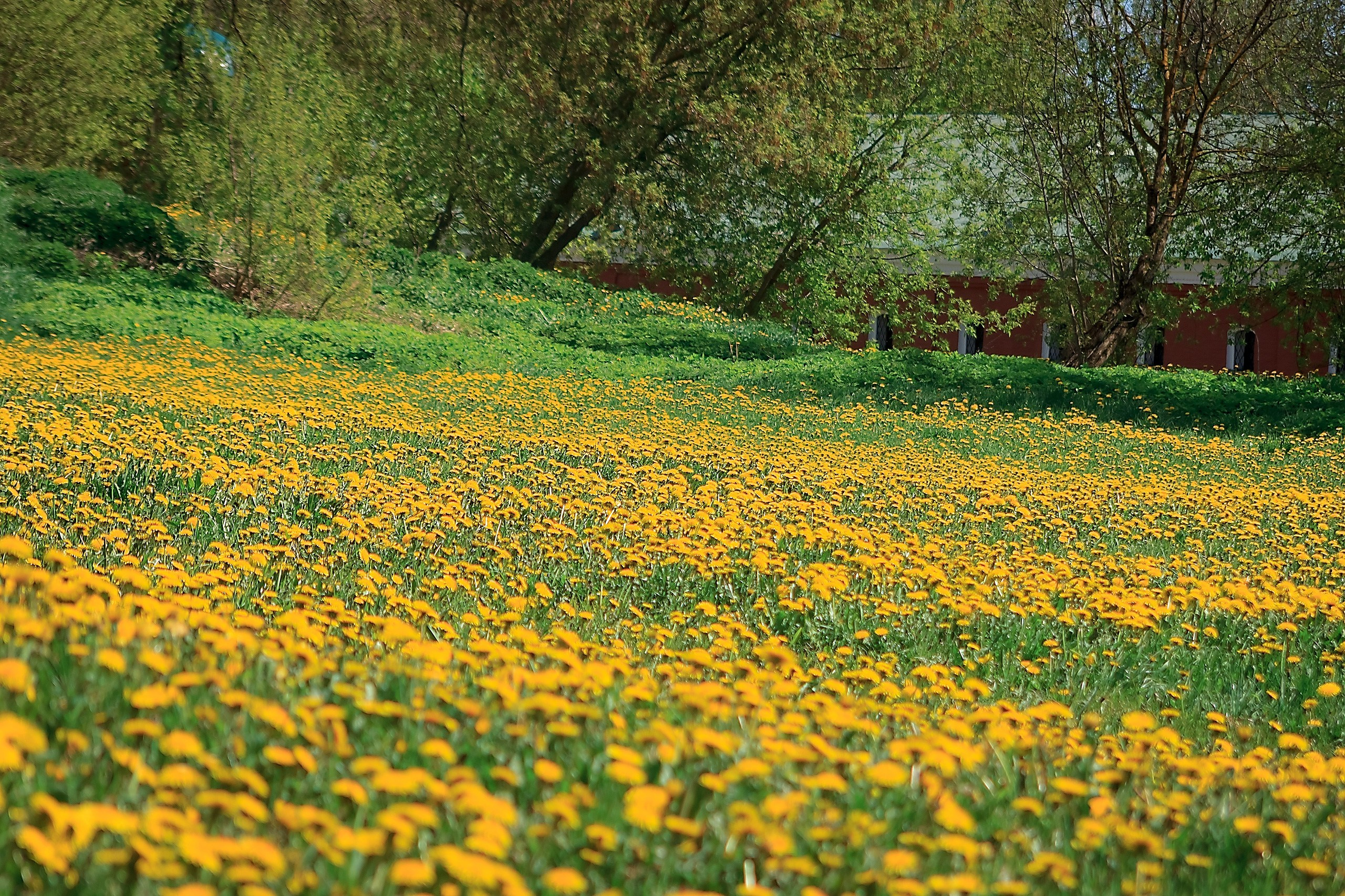 Свет и Цвет. Аmat Victoria Сuram
