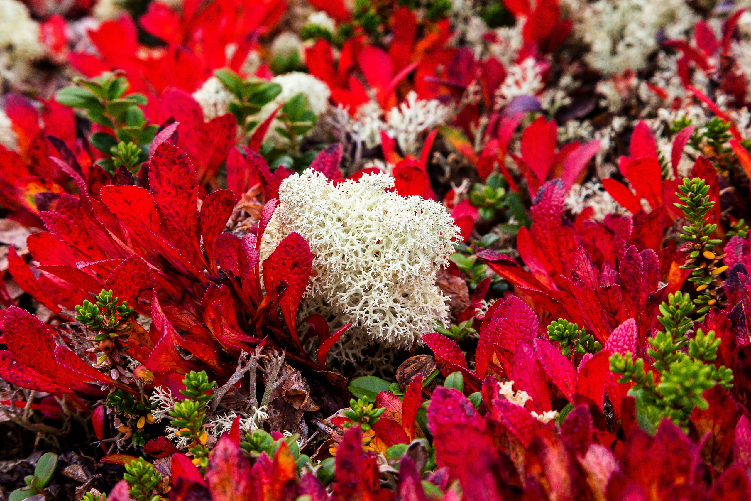 Мир растений. Пейзажи Крайнего Севера. Баренцево море, Рыбачий, Средний, Немецкий