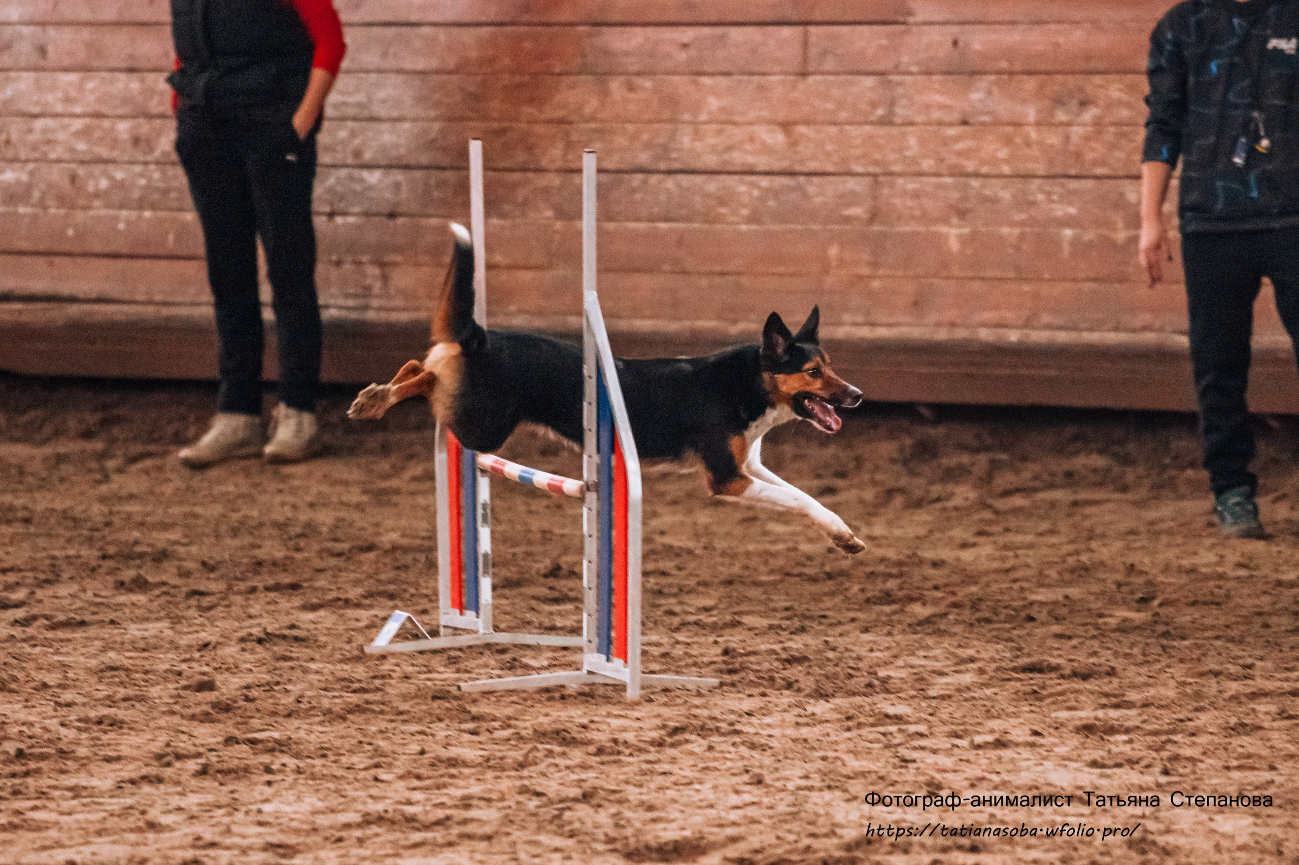 Соревнования по Аджилити 25.02.2024. Фотограф-анималист Татьяна Степанова