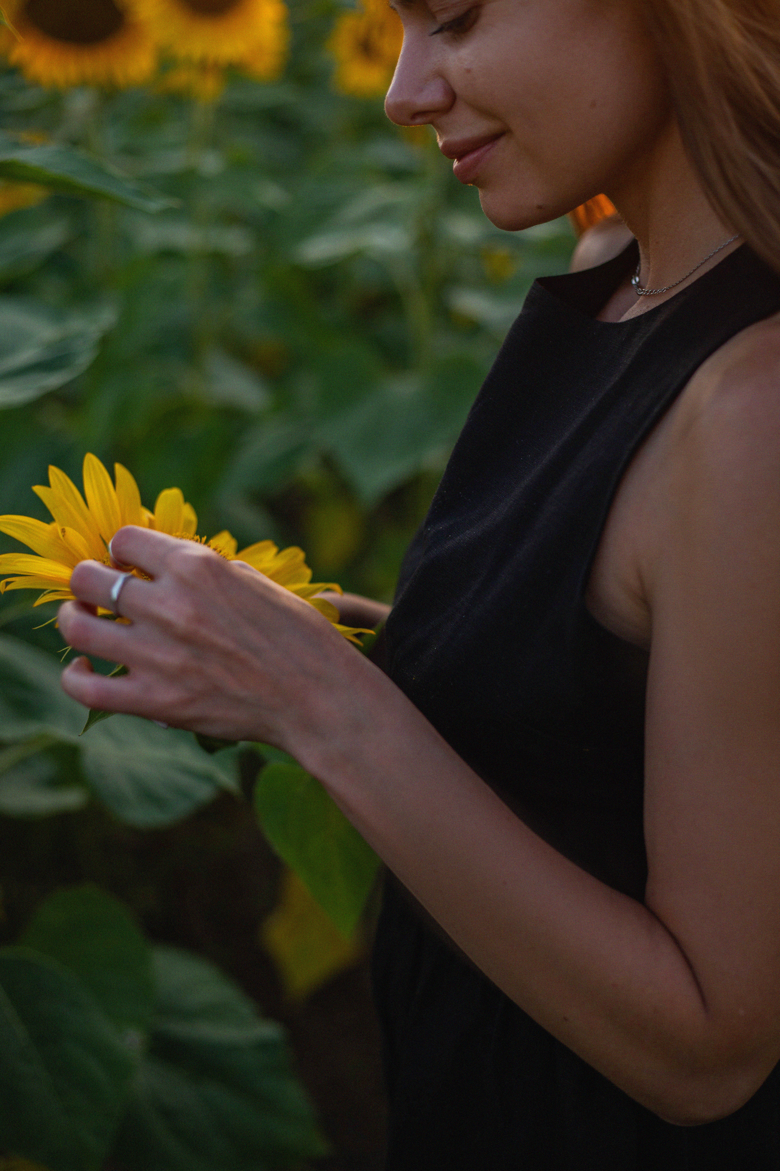 S U N F L O W E R. Фотограф Немазенко Ольга