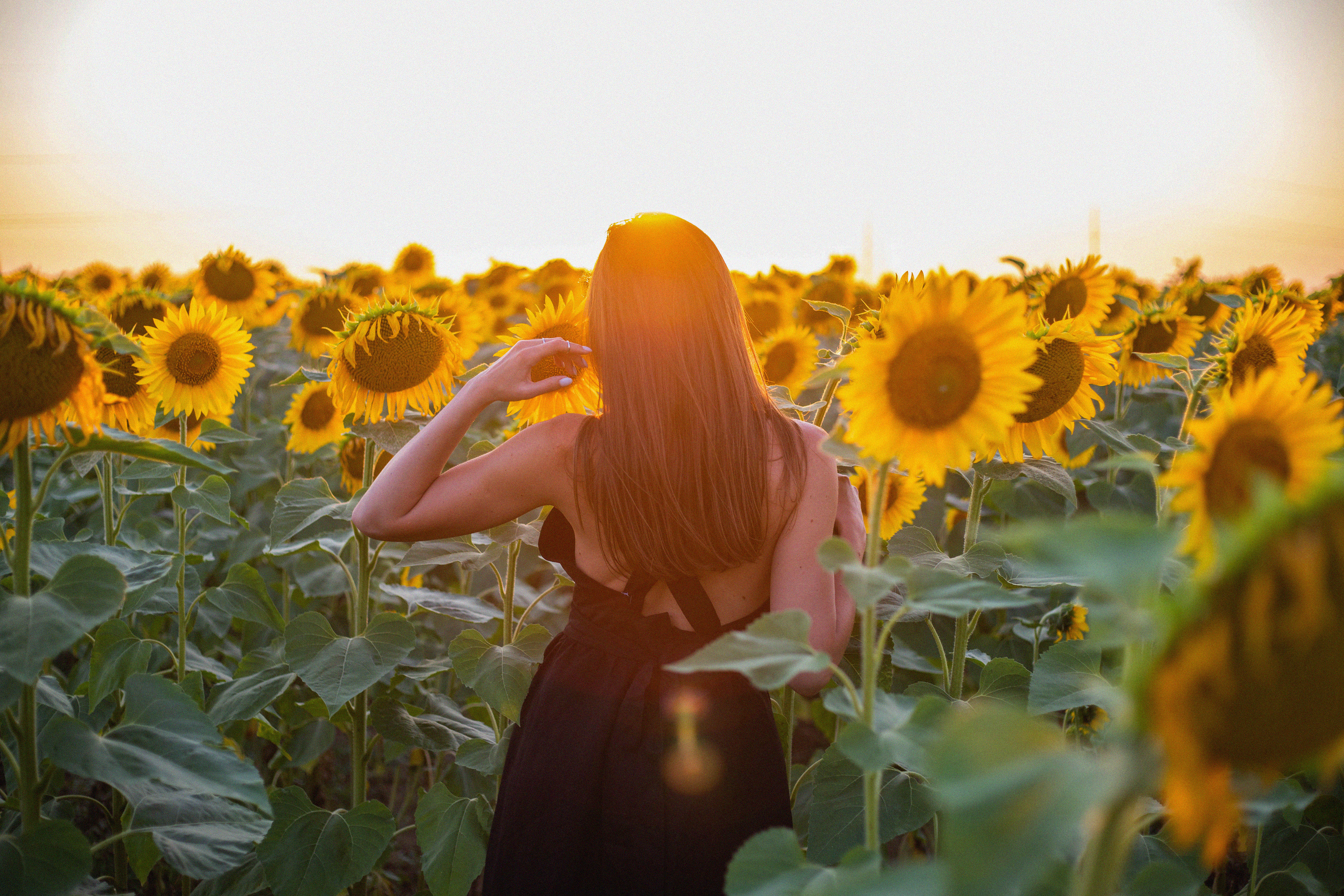 S U N F L O W E R. Фотограф Немазенко Ольга