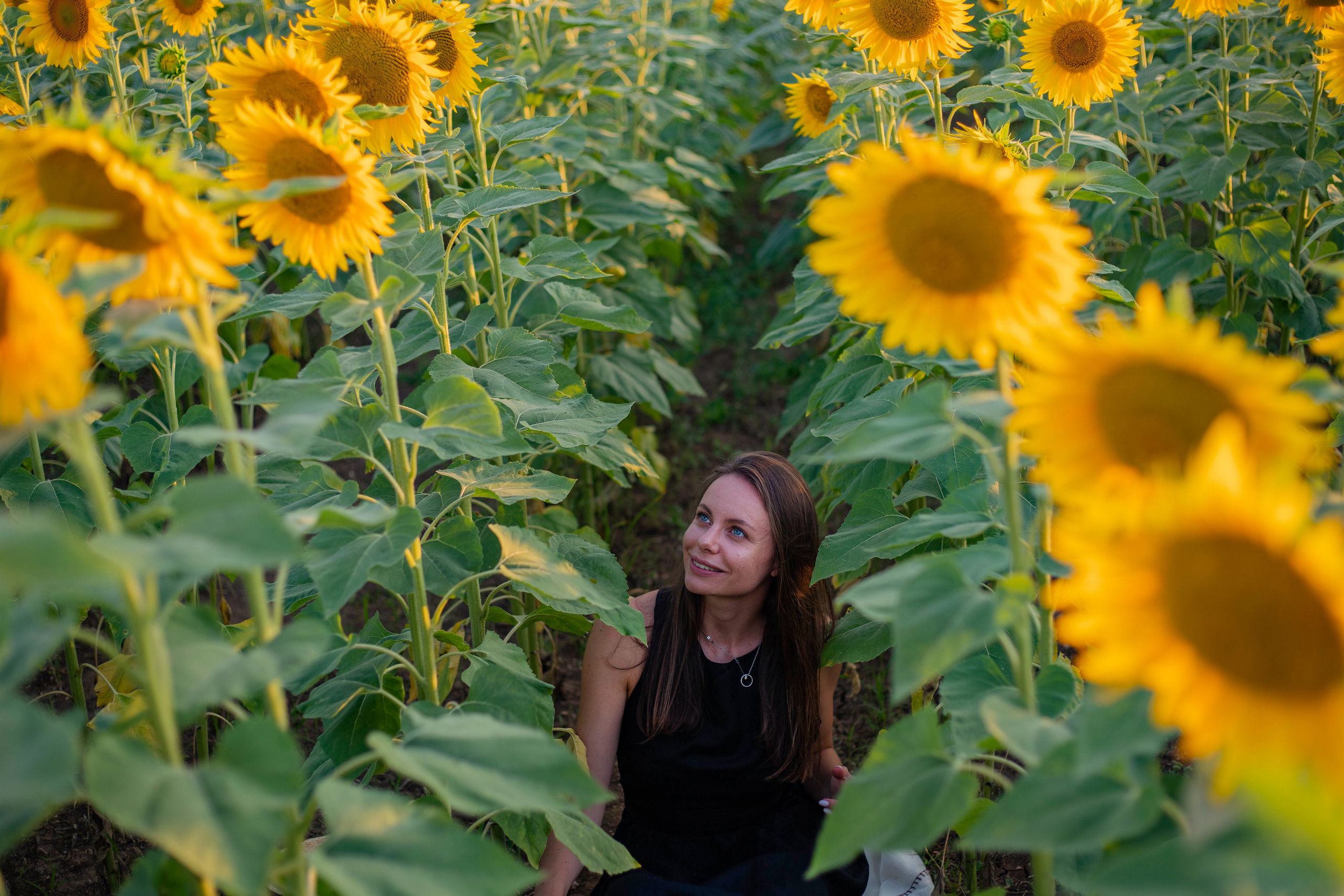 S U N F L O W E R. Фотограф Немазенко Ольга