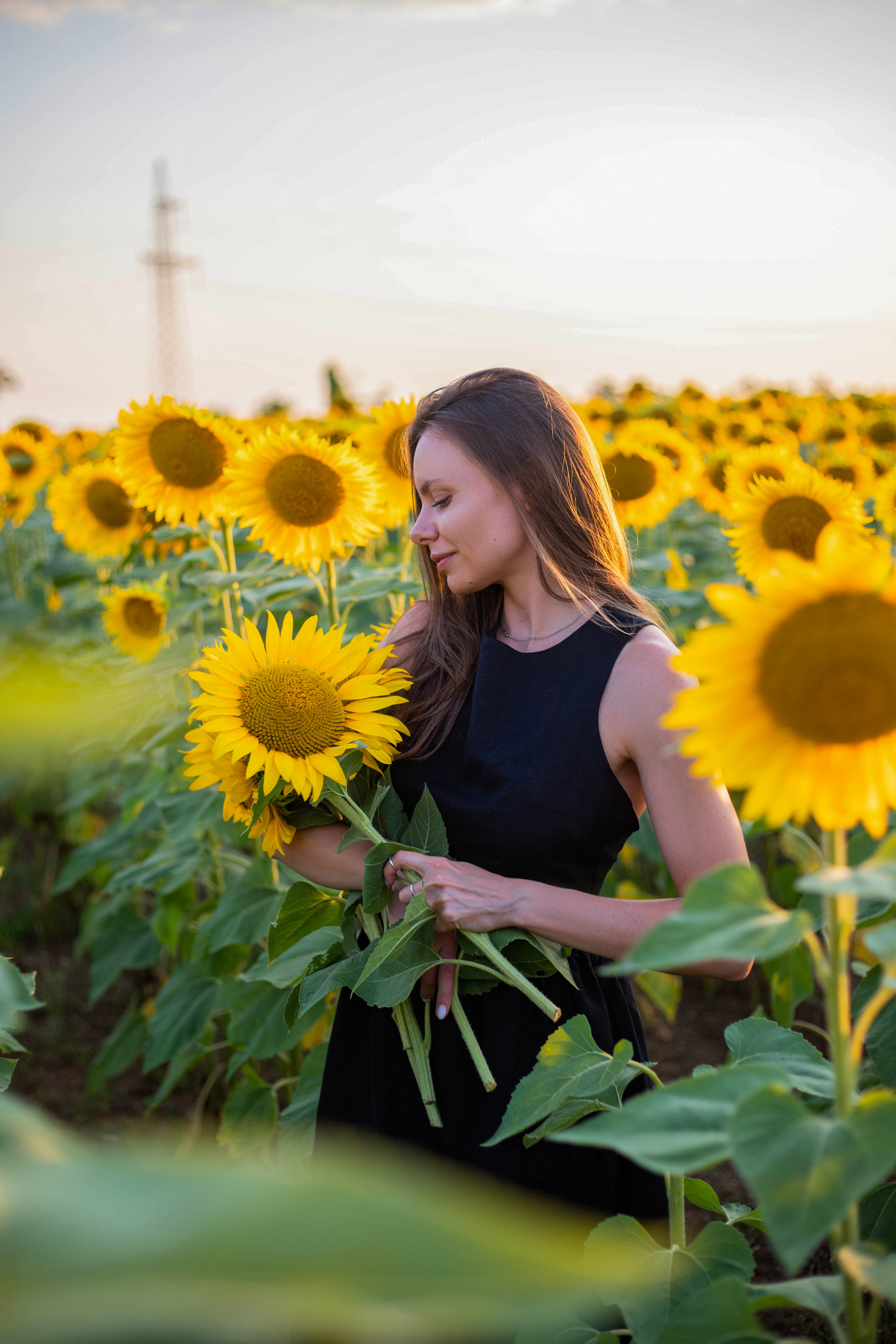 S U N F L O W E R. Фотограф Немазенко Ольга