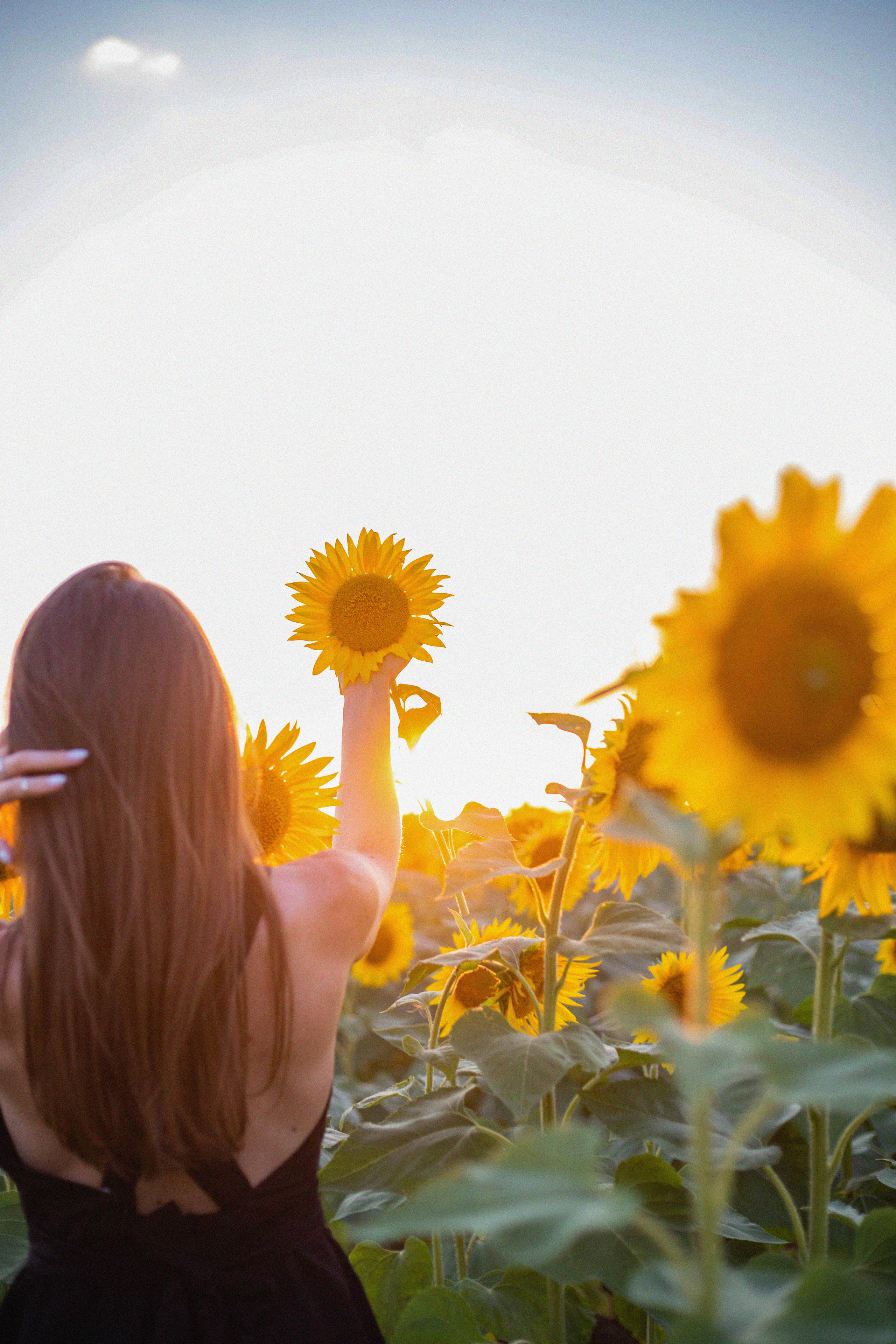 S U N F L O W E R. Фотограф Немазенко Ольга