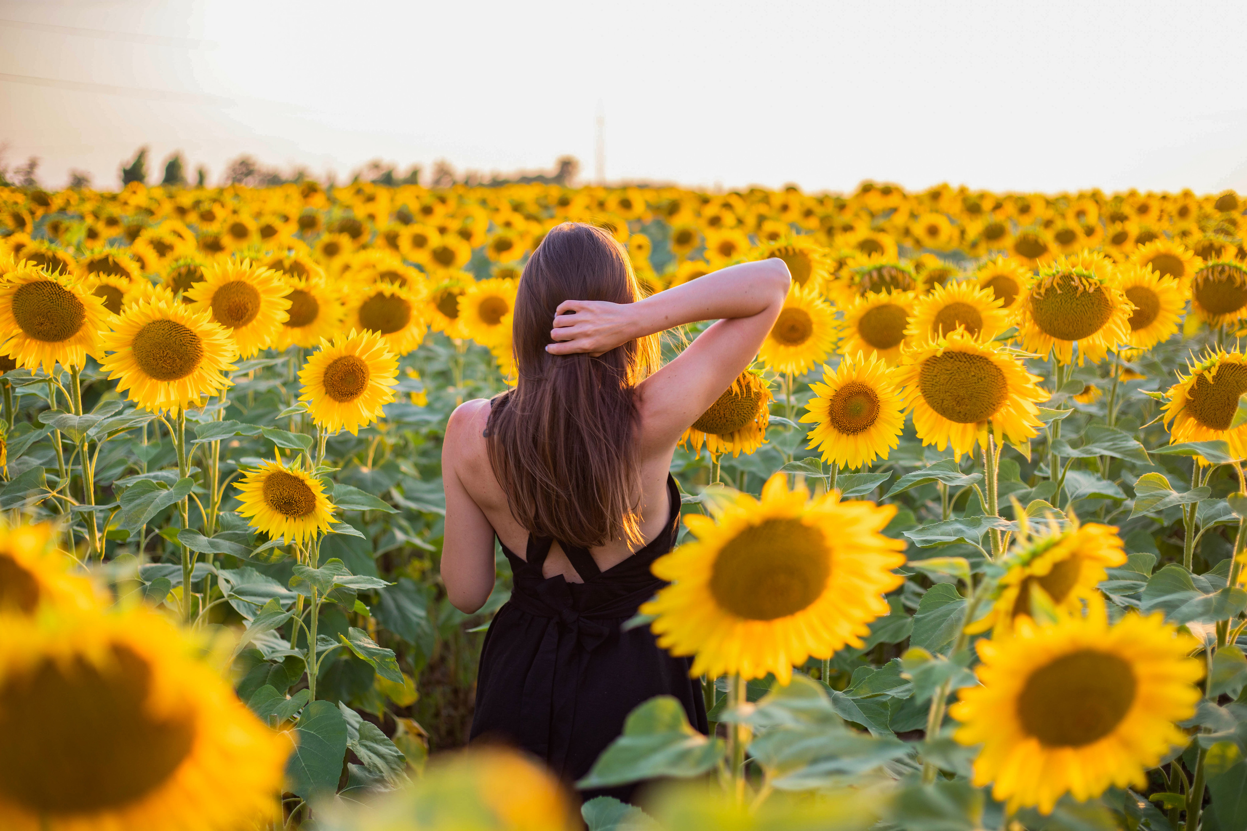 S U N F L O W E R. Фотограф Немазенко Ольга