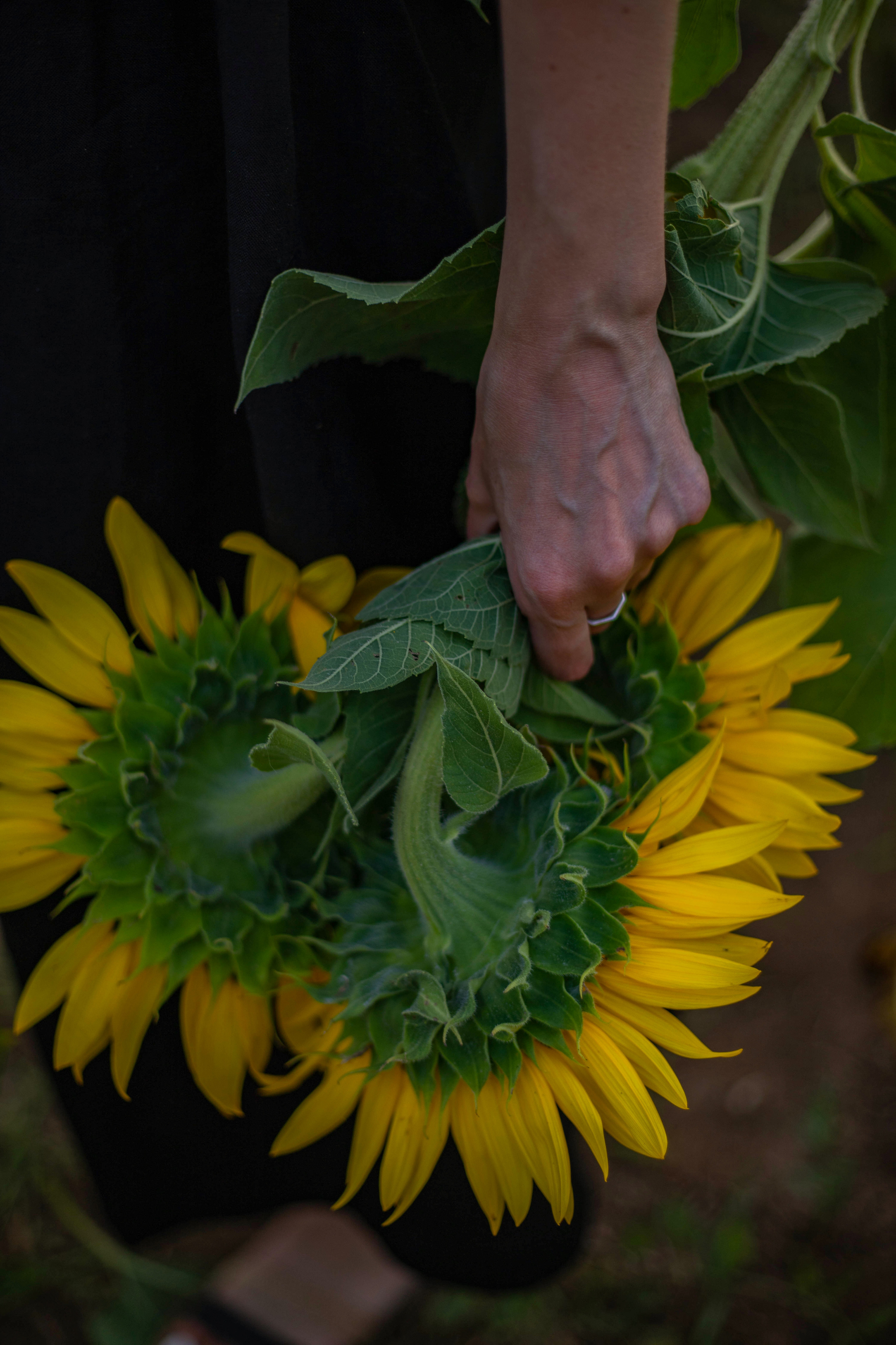 S U N F L O W E R. Фотограф Немазенко Ольга