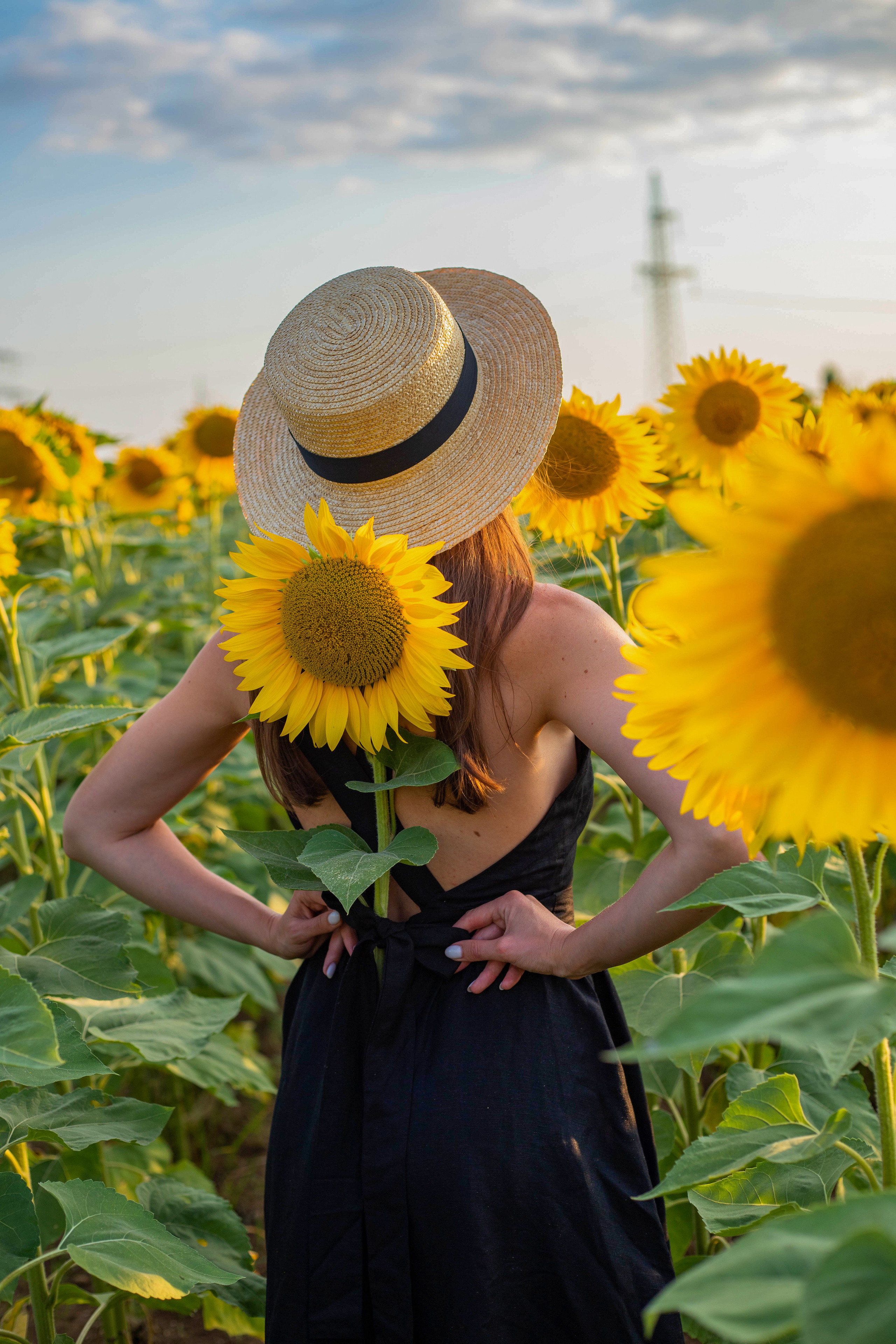 S U N F L O W E R. Фотограф Немазенко Ольга