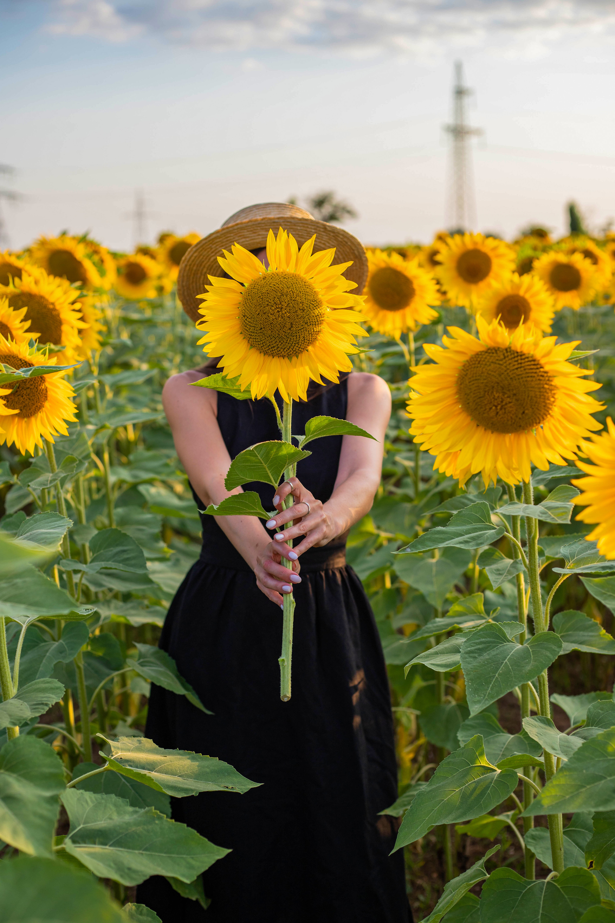 S U N F L O W E R. Фотограф Немазенко Ольга