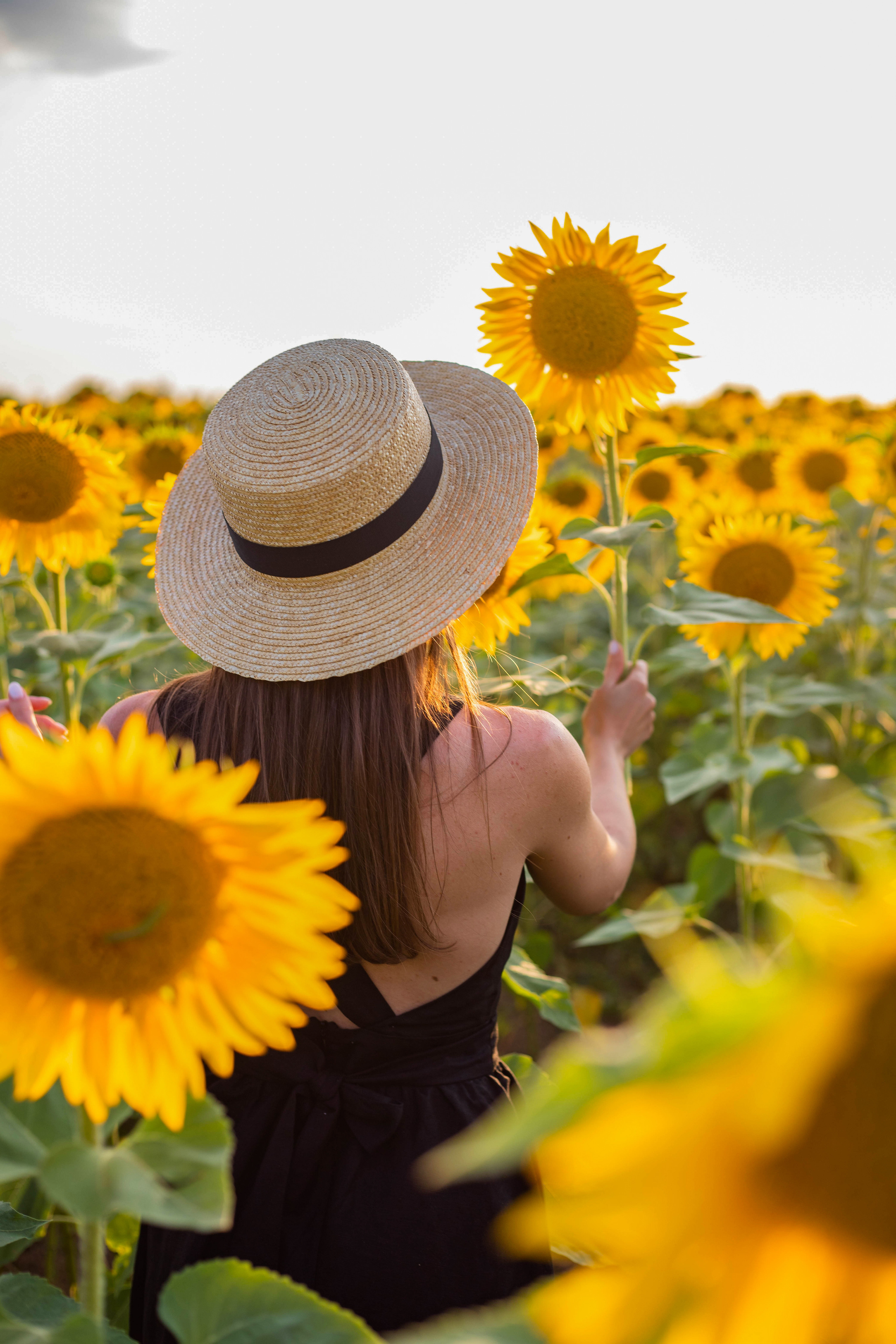 S U N F L O W E R. Фотограф Немазенко Ольга