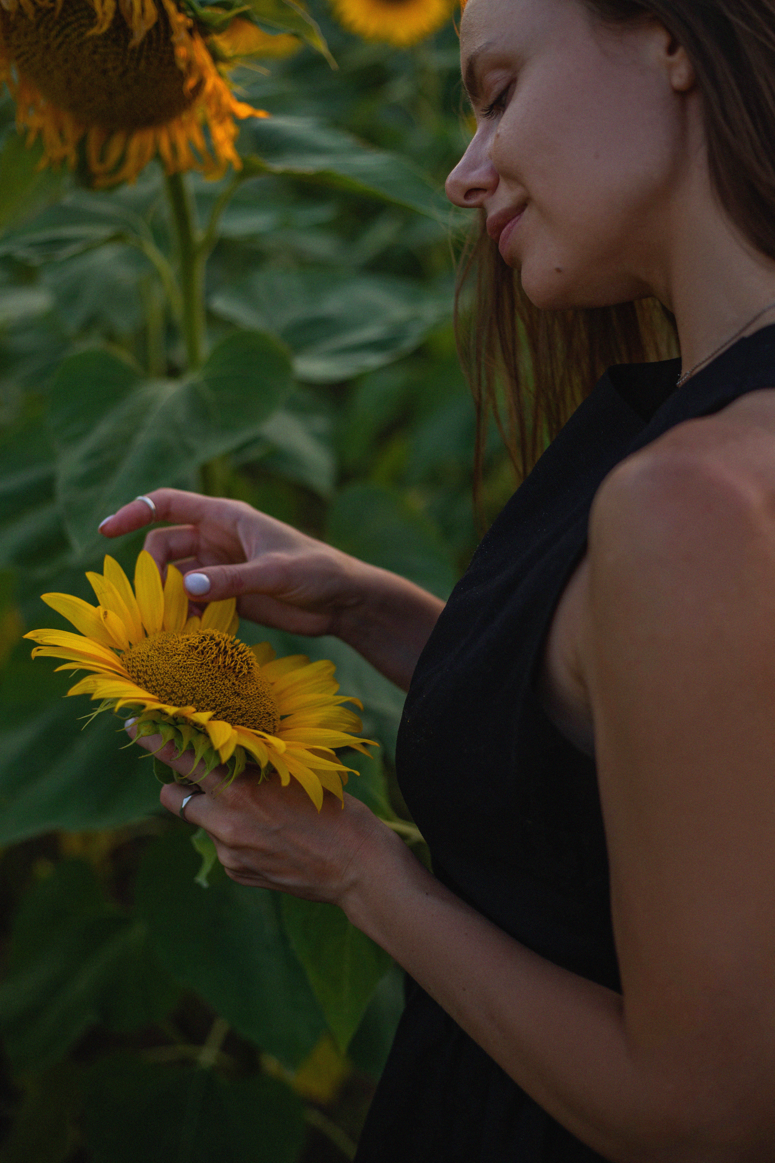 S U N F L O W E R. Фотограф Немазенко Ольга
