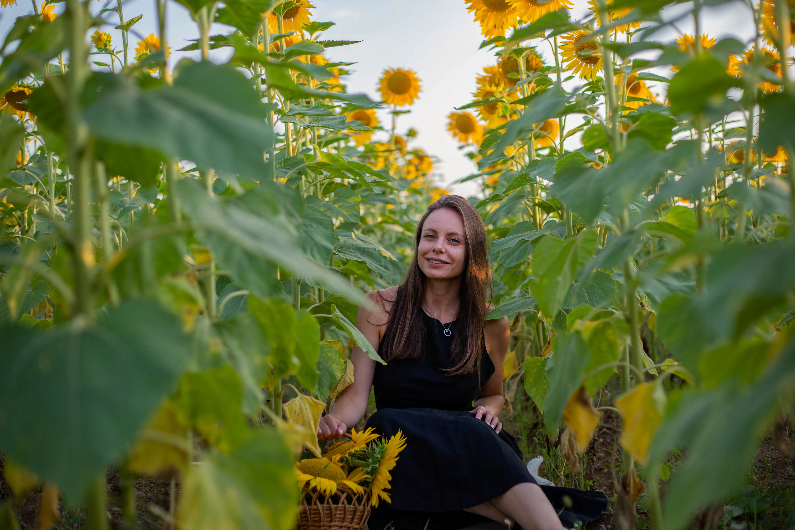 S U N F L O W E R. Фотограф Немазенко Ольга