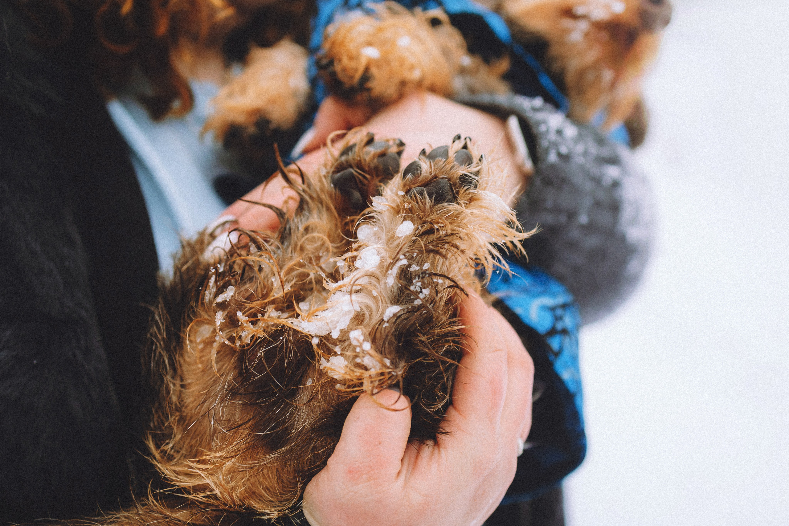 Каспер и его семья