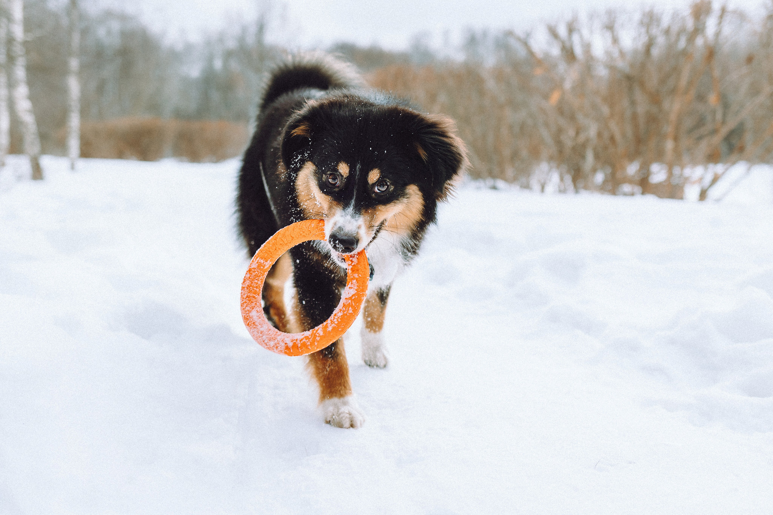 Таня, Ваня и Гром