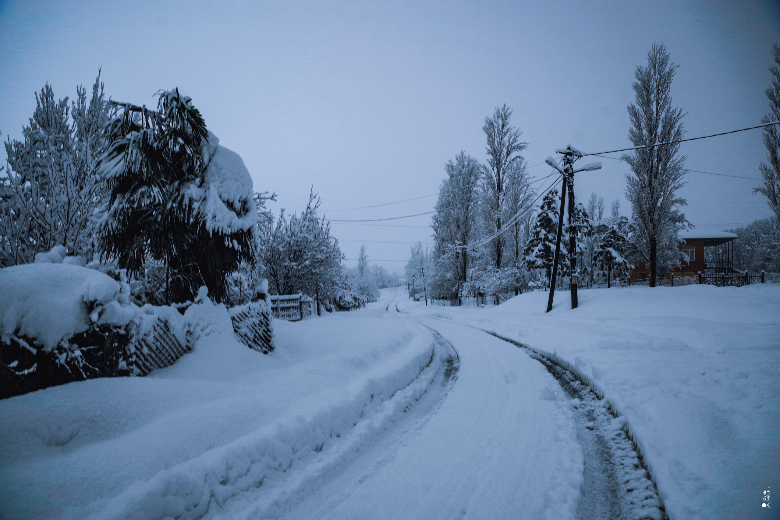 Спящий Менджи зимой. Портретный фотограф Денис Милютин