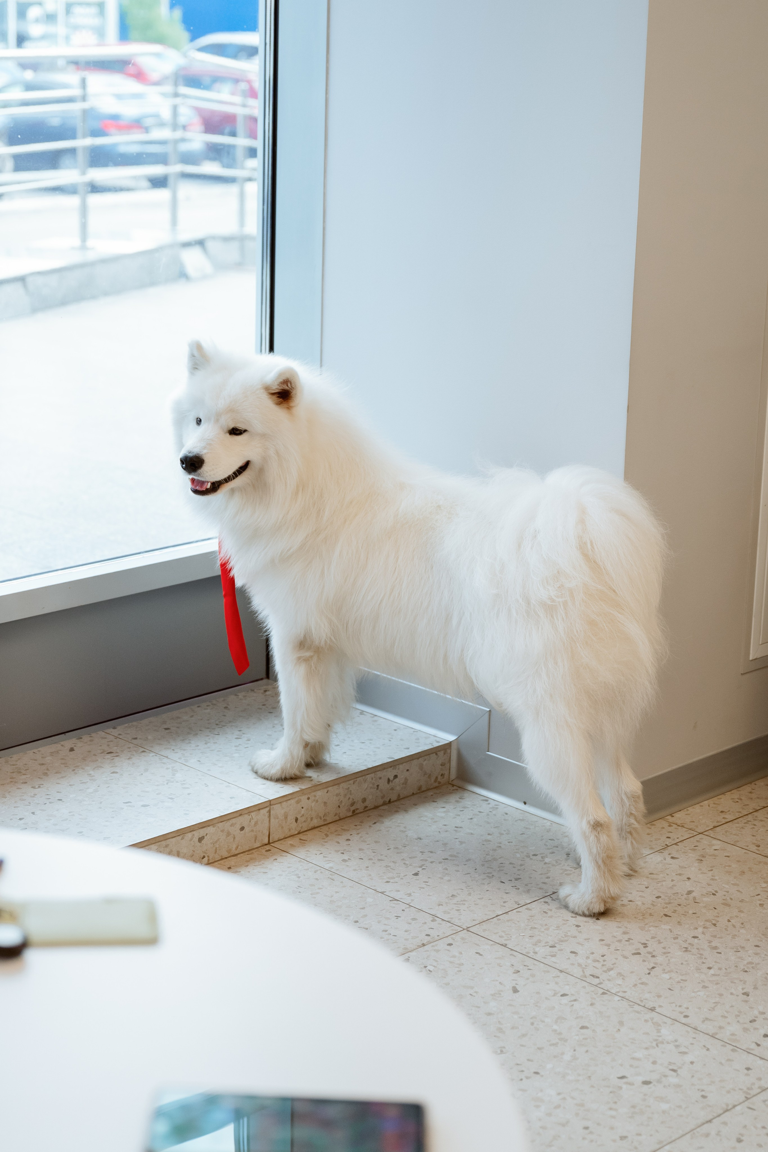 Альфа банк Карла Маркса 5. Фотограф Кристина Тумаева. Самоед Новосибирск