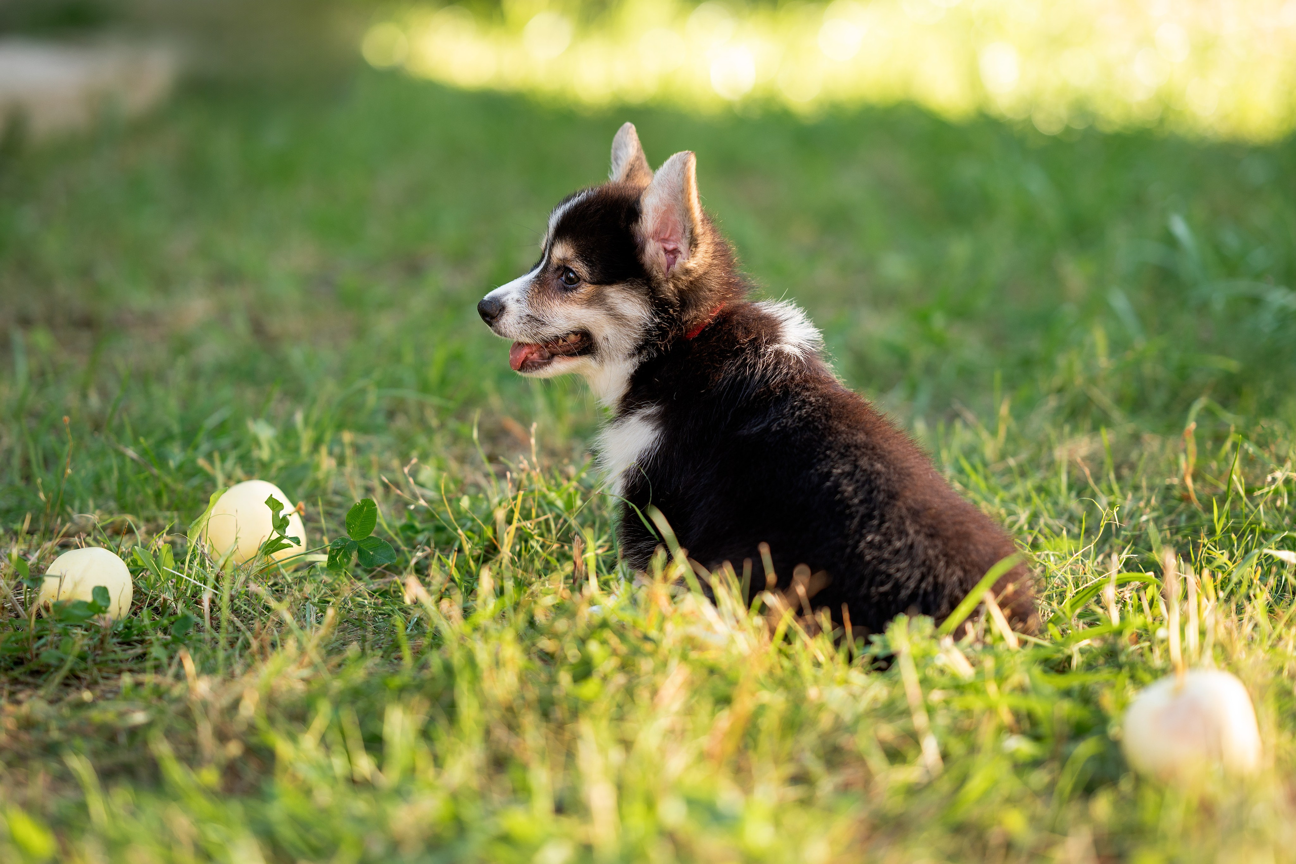 Заводчик Анастасия Подгорбунская. Творческий фотограф Вологда