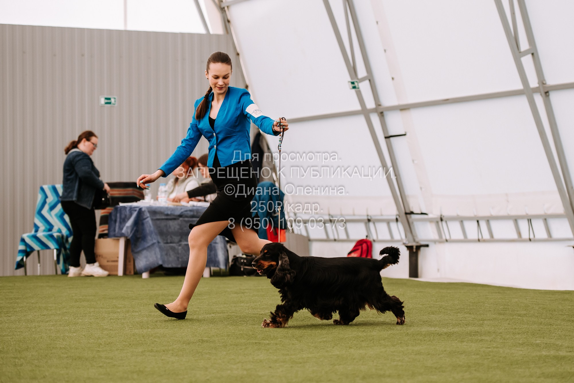 Выставка собак Красноярск 2.06. Фотограф Диана Оленина Красноярск / Братск