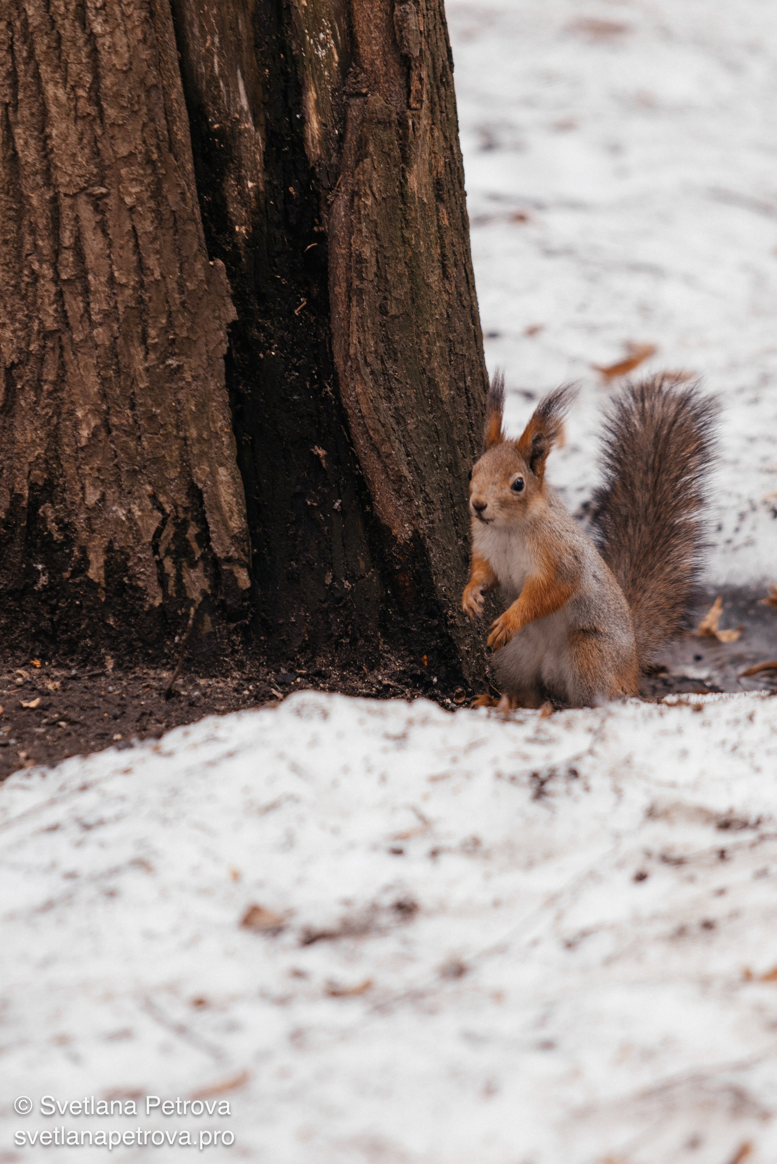 Белочки. Весна 2026. Фотограф Светлана Петрова