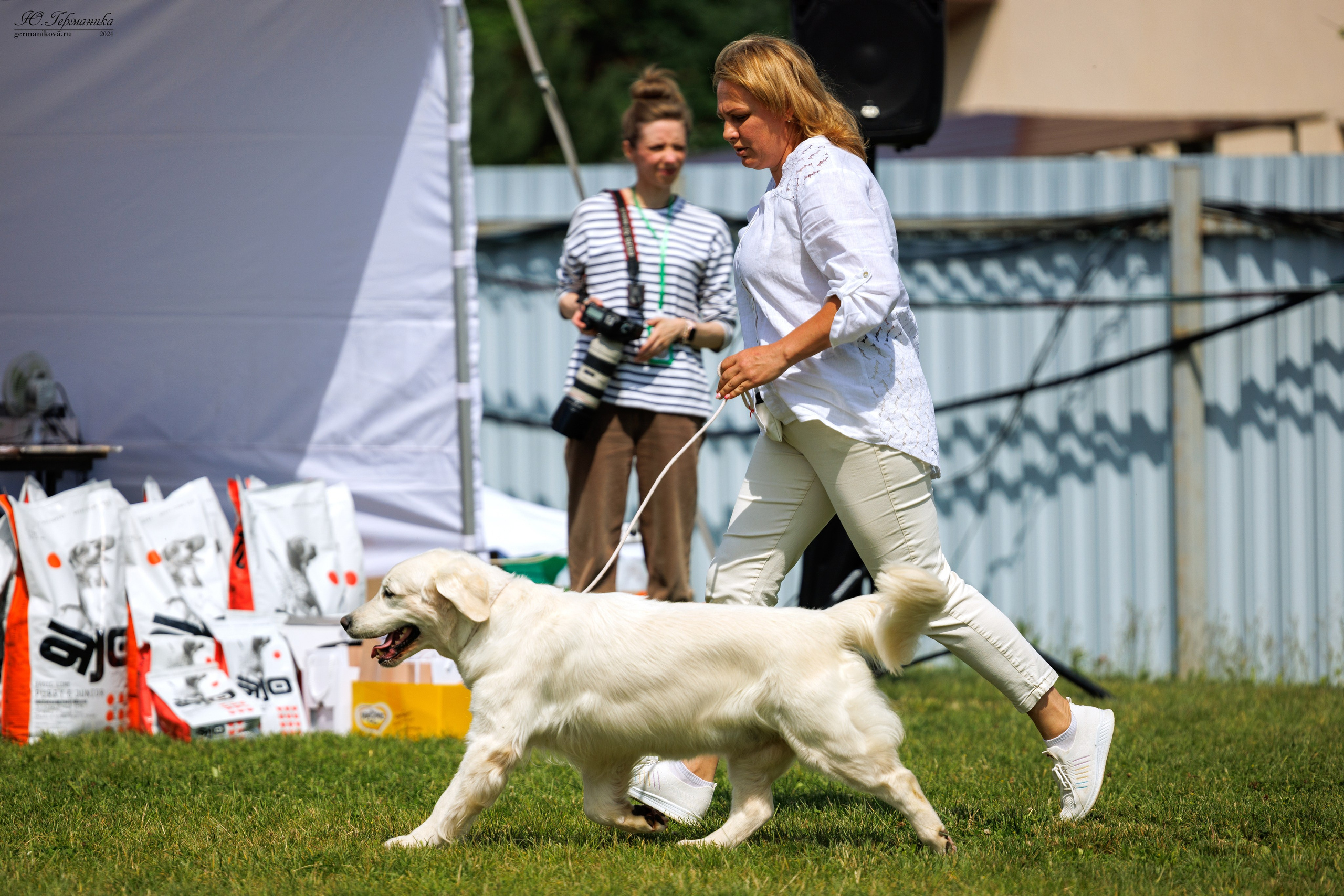 Голдены 15-16.06.2024. Фотограф-анималист Юлия Германика