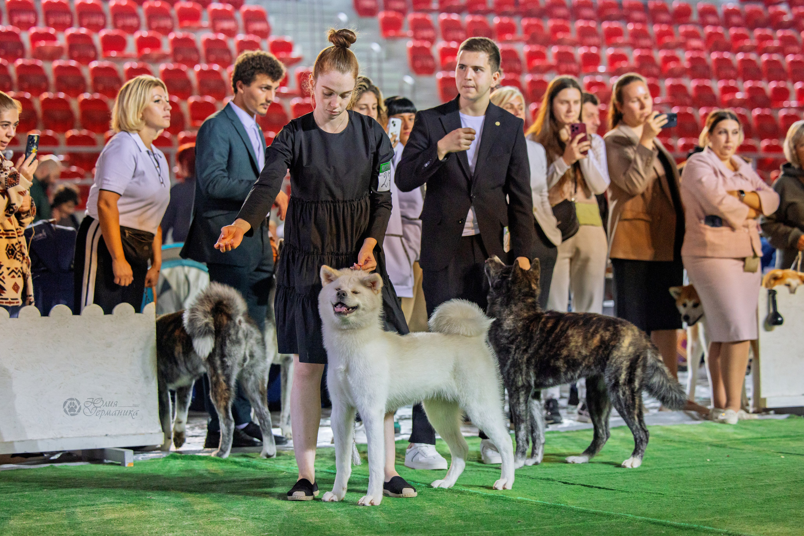 Грузия,Телави 2хCACIB 19-20.10.2024. Фотограф-анималист Юлия Германика
