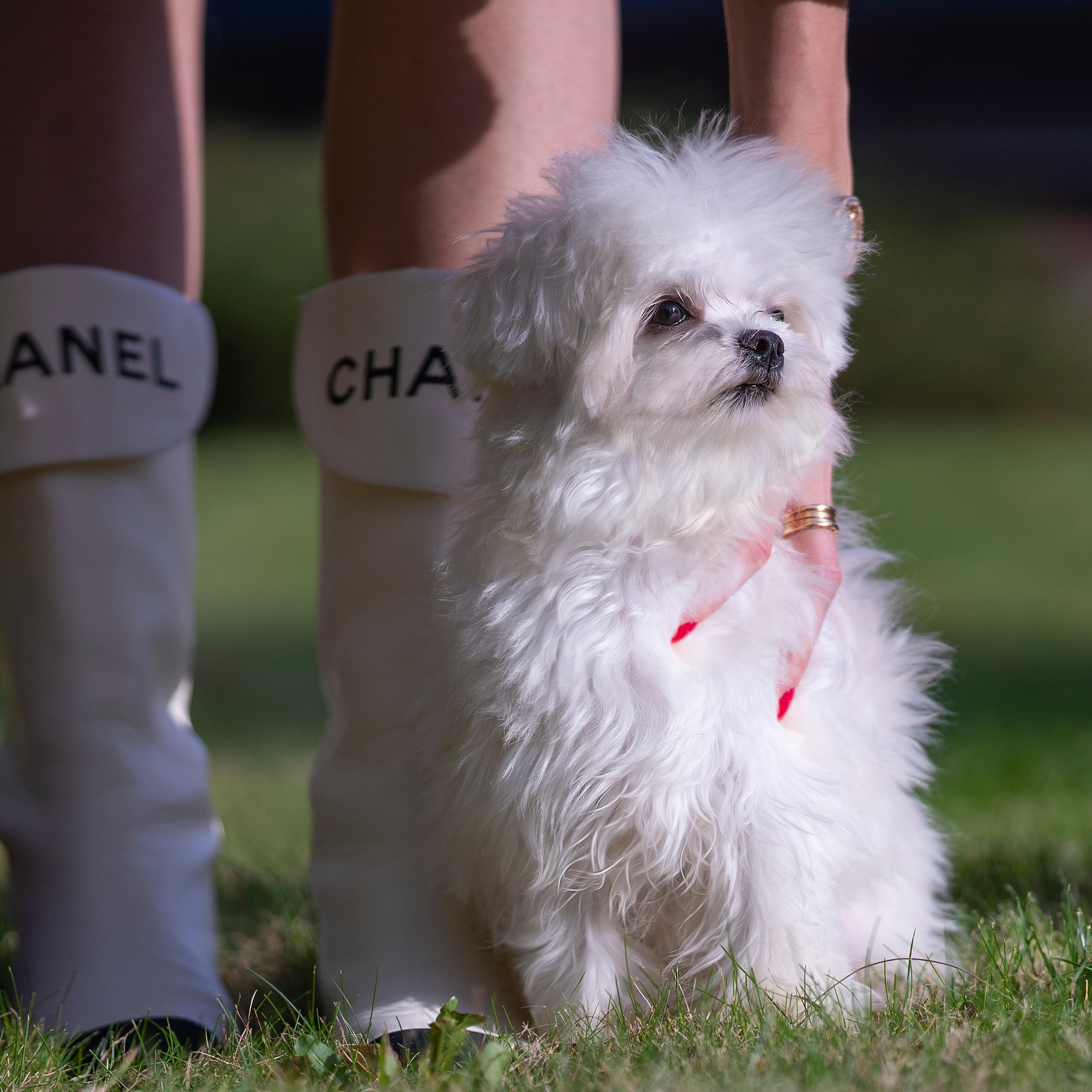 Мультипу. Фотограф анималист Ольга Луканенкова в Москве