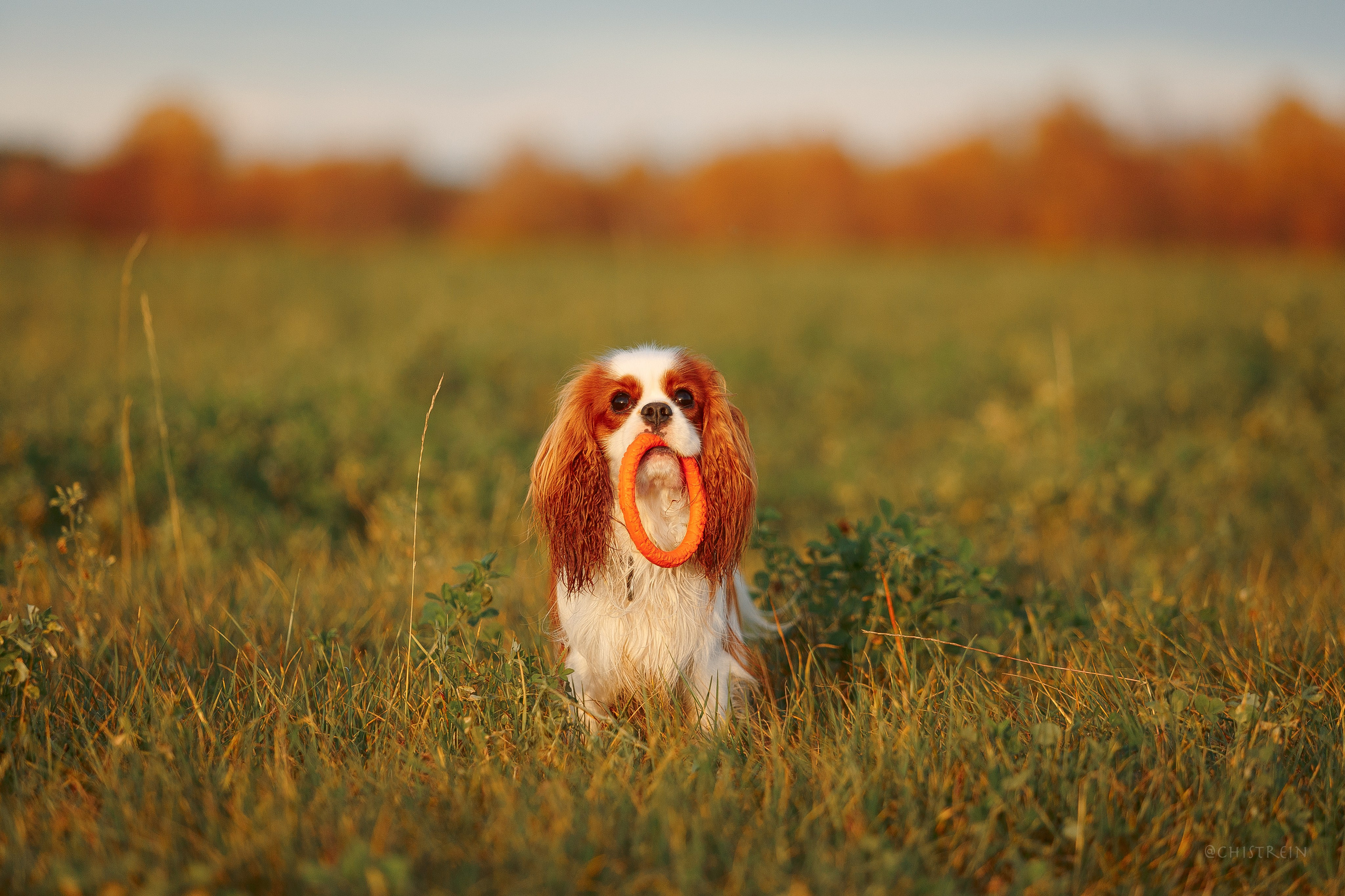 Октябрьский закат в полях. Алина и Лео. Фотограф-анималист Наталия Чистюхина в г. Сосновый Бор и ЛО