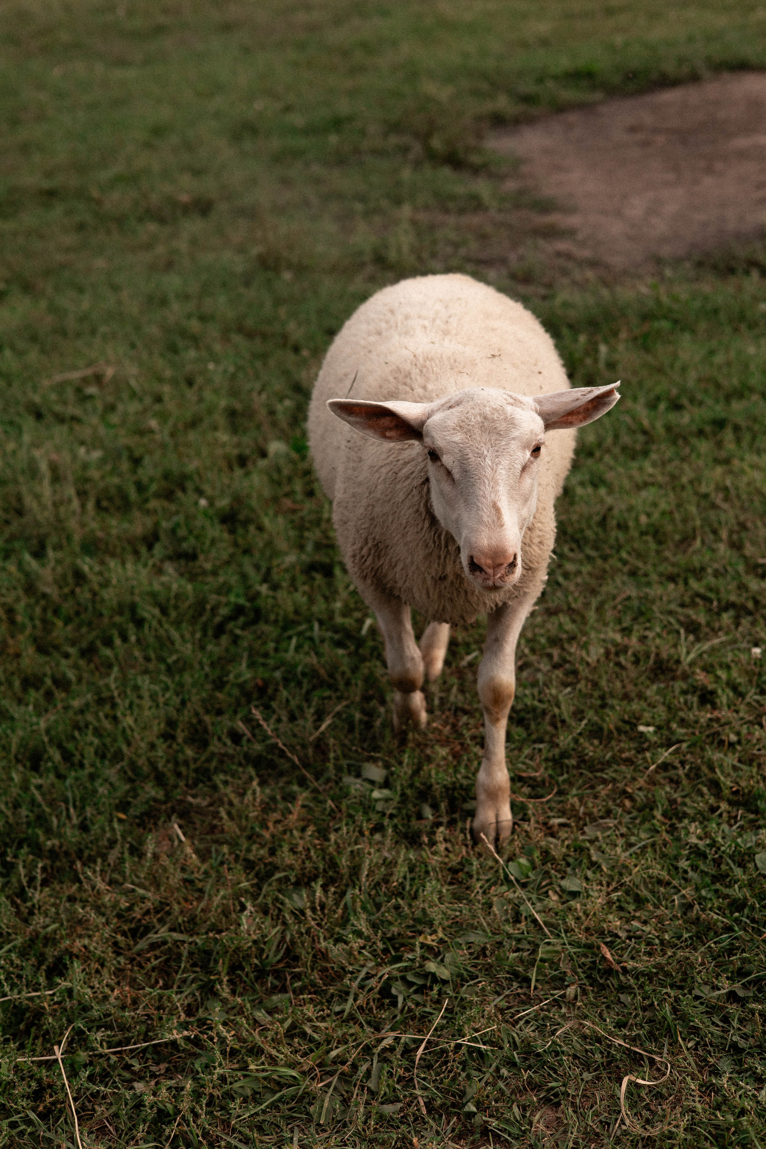 Давид, Настя и Дима. Свадебный и портретный фотограф Соломко Диана