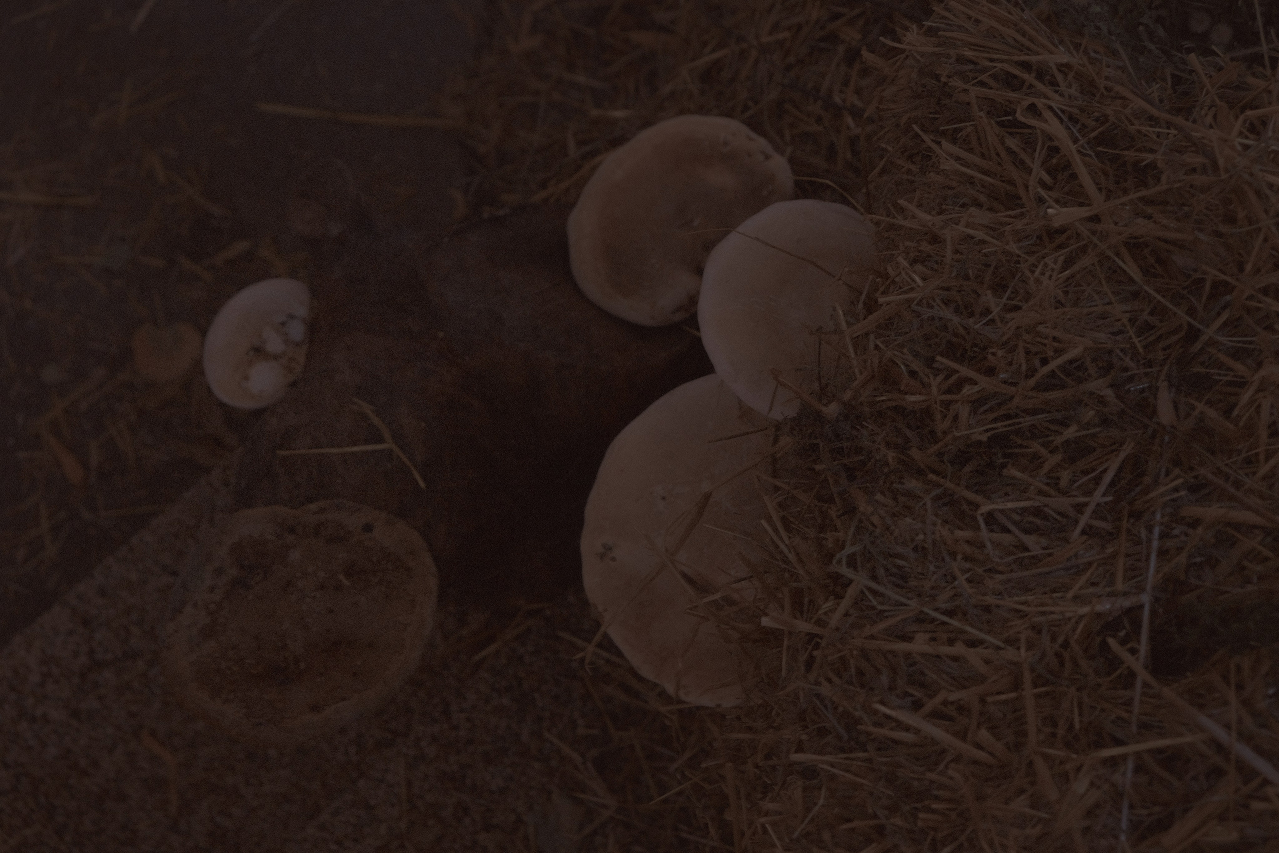 Russian Hton. Фотограф Настя Лев