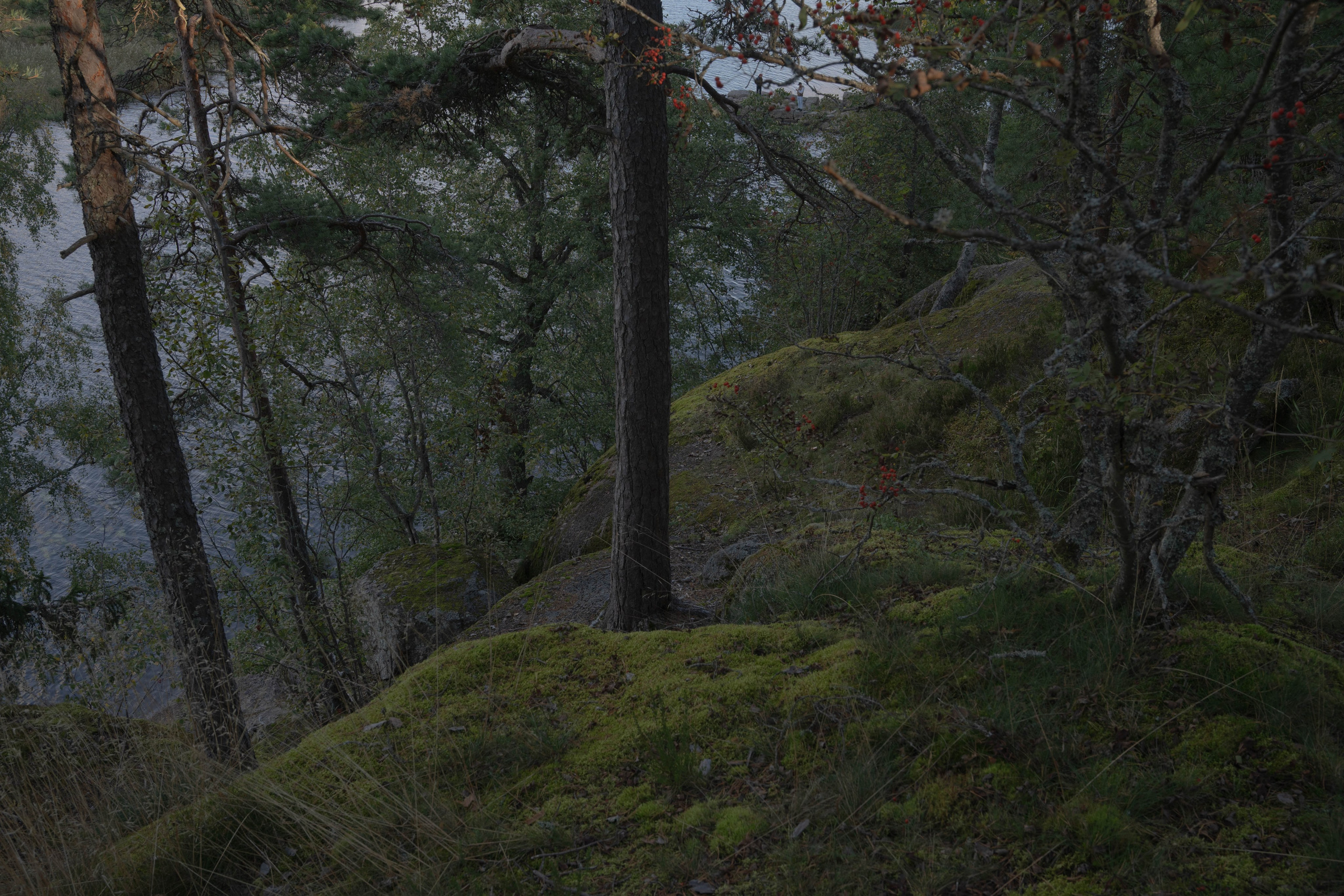 Monrepos. Shyjungle's Portfolio