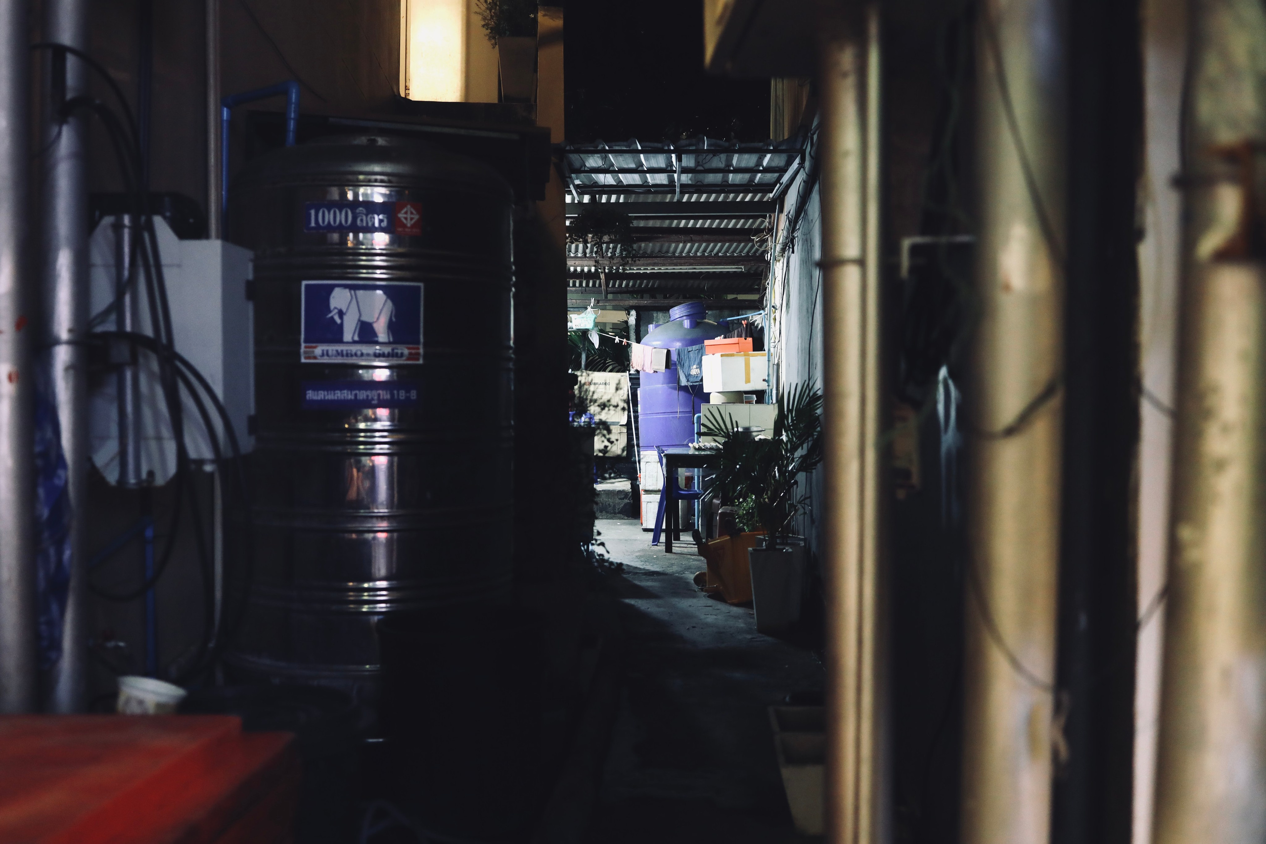 Night inhabitants of Samui Island / Thailand 2024. POLINA MÔMOT