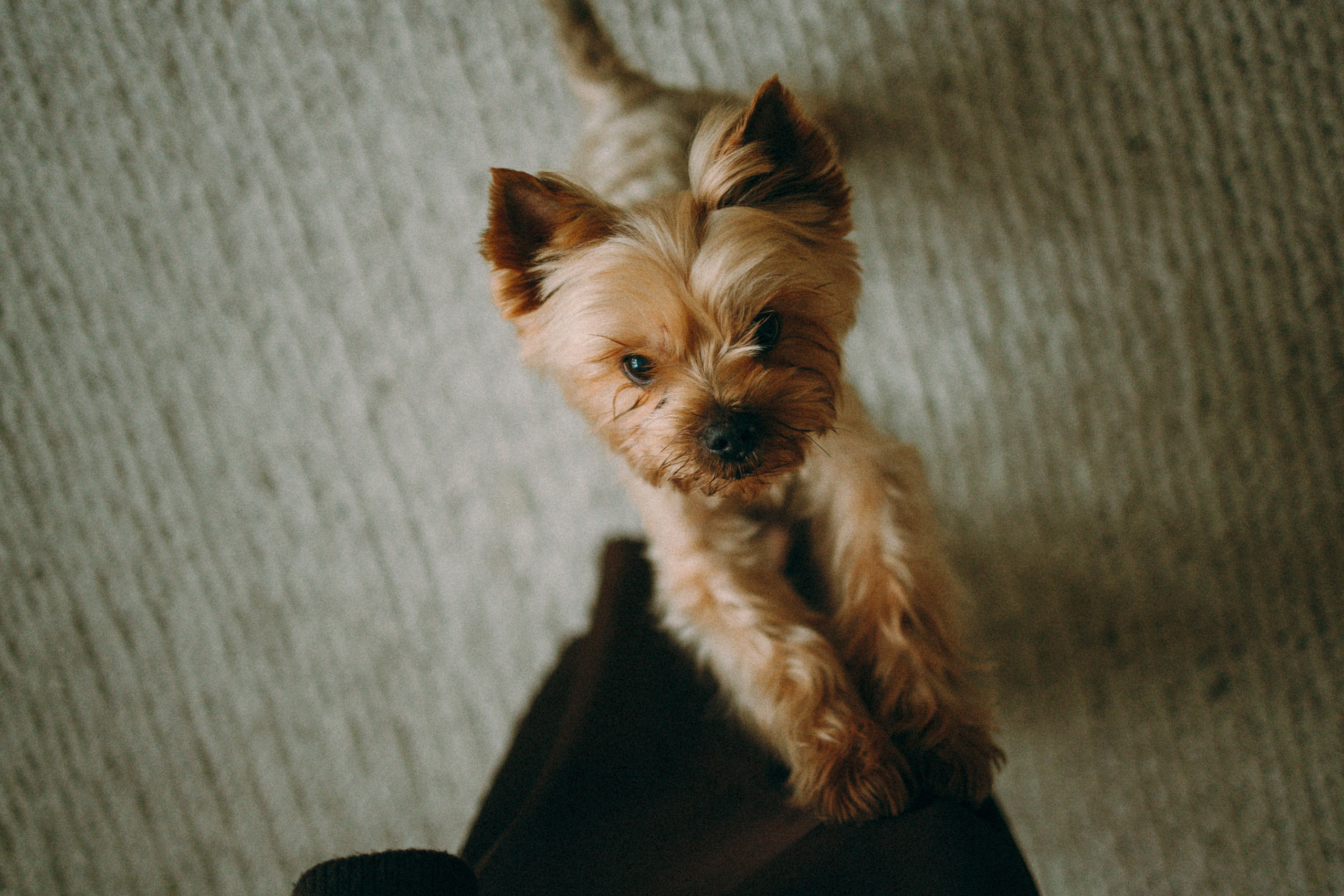 Ричард и Ксюша. Фотограф анималист Анастасия Пикей