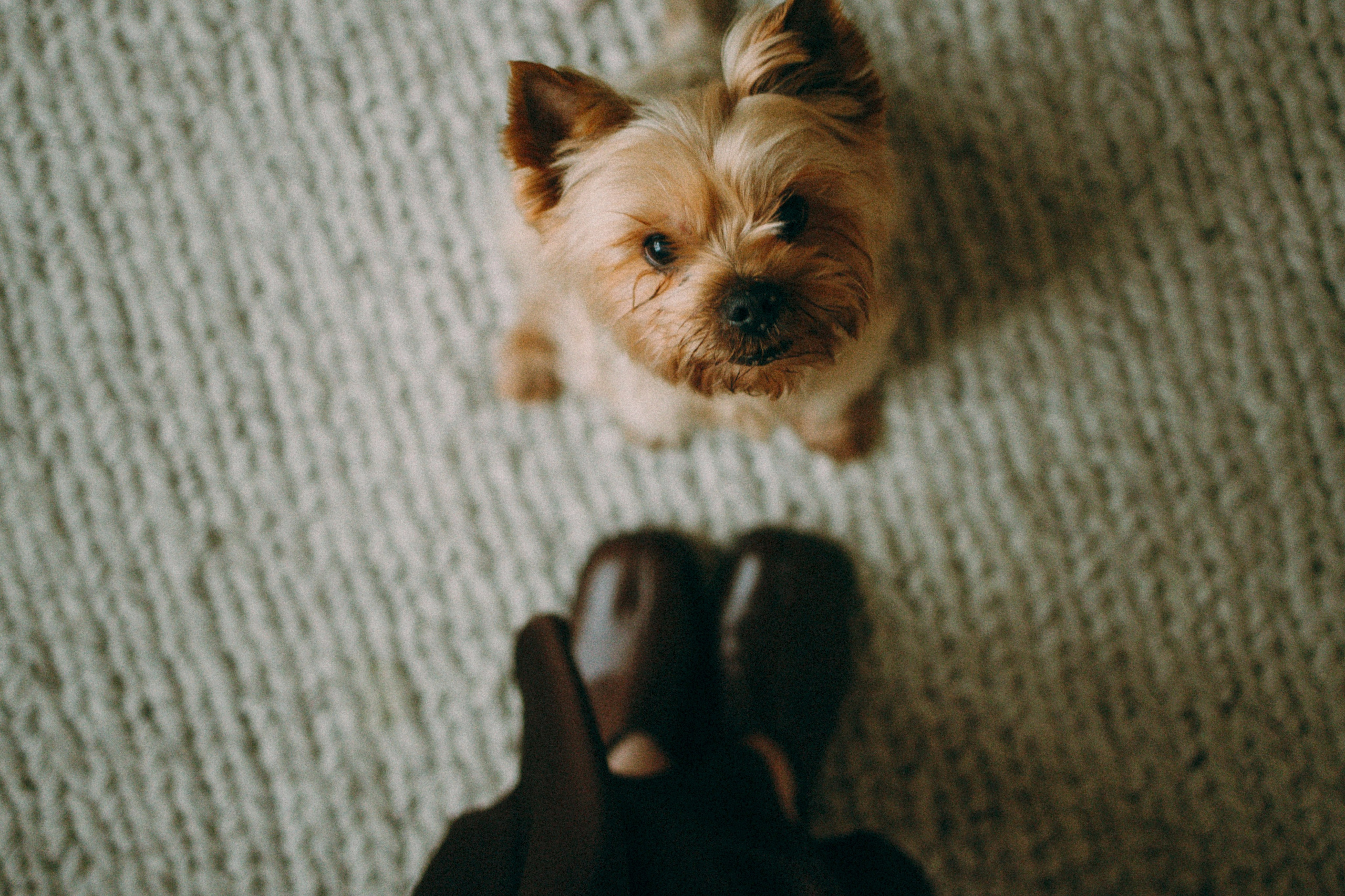 Ричард и Ксюша. Фотограф анималист Анастасия Пикей